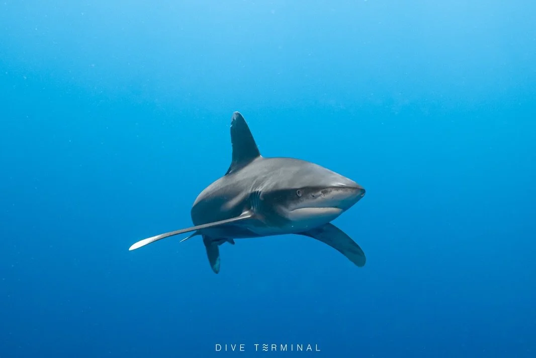 เดือดทั้งใต้น้ำและบนบก 📍 Red sea Egypt🇪🇬 ดาเมจแรงเกิ๊น 🔓unlock ฉ่ำมาก 
ใครสนใจให้เราพาปลดล็อค Red Sea เจอกันปีนี้
😍 (7)8-14(15) Aug 2026 

✅Oceanic Whitetip shark ✅Hammerhead shark✅Gray reef shark✅Manta ray✅Fox Shark ✅Dugong ✅Dolphin
เจอเยอะไม่ไ