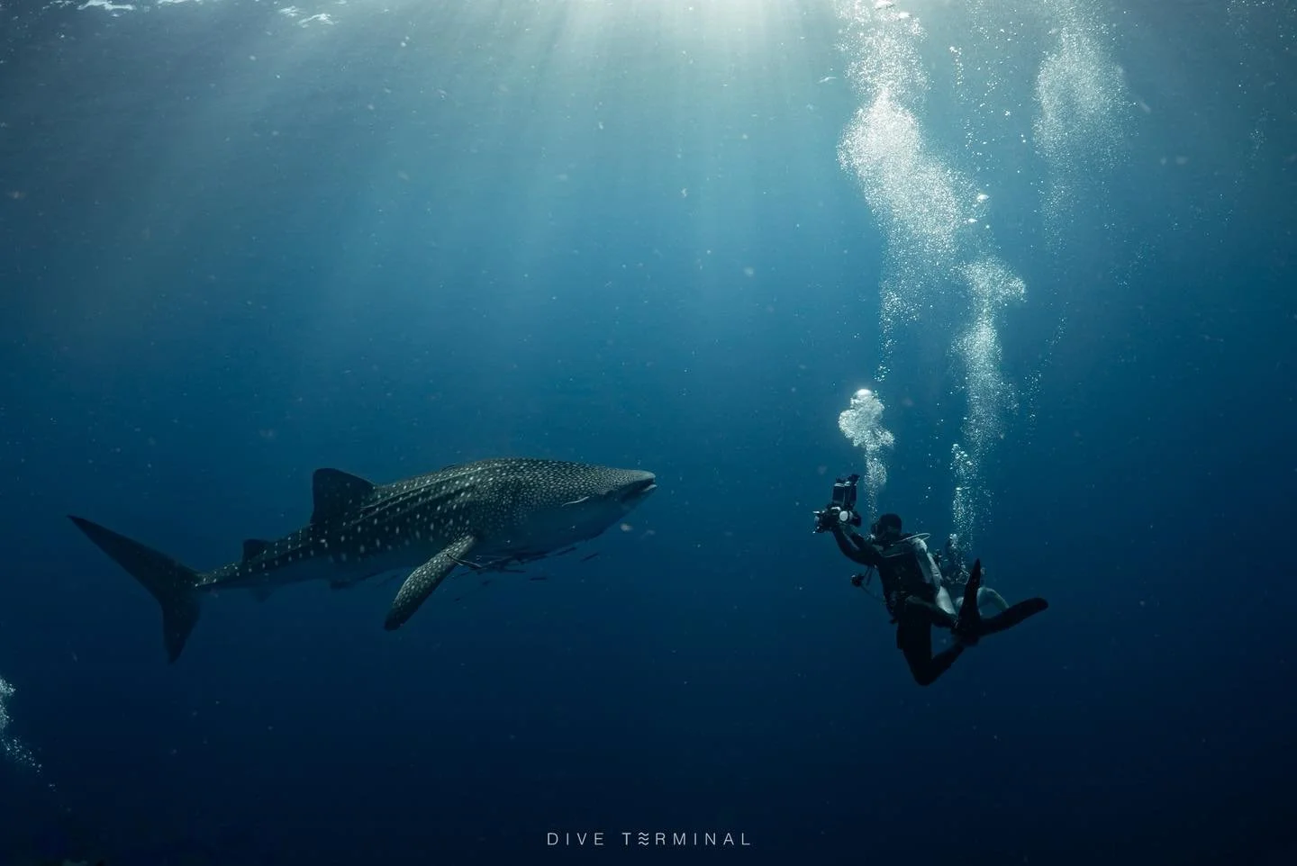 🛥️25-29 July 2026 Losin ถิ่นฉลามวาฬไม่เกินจริ
🛥️29 july -  2 Aug 2026 Losin ถิ่นฉลามวาฬไม่เกินจริง

🌊✨ Losin Lighthouse New Chapter ✨🌊
ทริปนี้พวกเรามา Losin เจอประภาคารใหม่คือโคตรเท่
ฟ้าเทา ๆ น้ำใส ๆ เรือตัดฉากคือดีย์
ดำน้ำเสร็จขึ้นมาถ่ายรูปคือแม