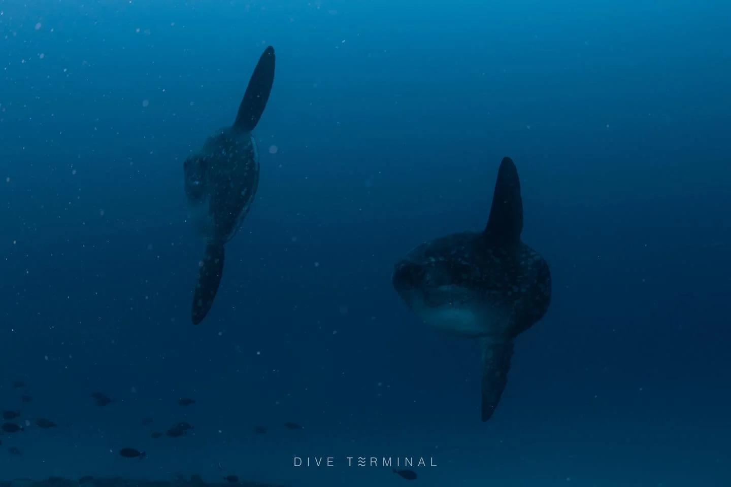 &ldquo;เคยดำน้ำแล้วตื่นเต้นจนลืมหายใจไหม? Mola Mola จะทำให้คุณรู้สึกแบบนั้น!&rdquo;
ทริปล่าโมล่า และแมนต้า&hellip;ที่ บาหลี
📅 10-14 ก.ย. 2026
📍 Nusa Penida, Bali &mdash; จุดดำน้ำที่ดีที่สุดจุดหนึ่งของประเทศอินโดนีเซีย
💸 32,000 บาท 

📌 Highlight
 