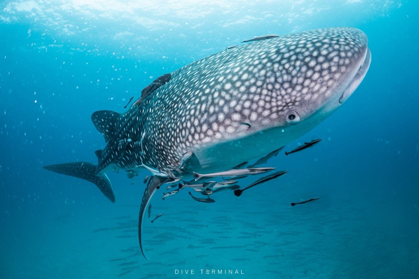 &ldquo;ทริปเกาะเต่า&ndash;ชุมพรคือที่สุดจริง 🐠 เดินทางก็ง่าย ลางานก็อสนน้อย
✅(11)12-14 Jun 2026 

น้ำใสแบบเห็นกันชัด ๆ ตั้งแต่ลงฝูงปลาเยอะจนหันไปทางไหนก็มีปลาเพียบ 
บอกเลยไม่เสียดาย เพราะทุก dive มันมีอะไรให้ว้าวตลอดเวลา 🌸
ได้ทั้งภาพสวย ๆ ใต้น้ำ ได