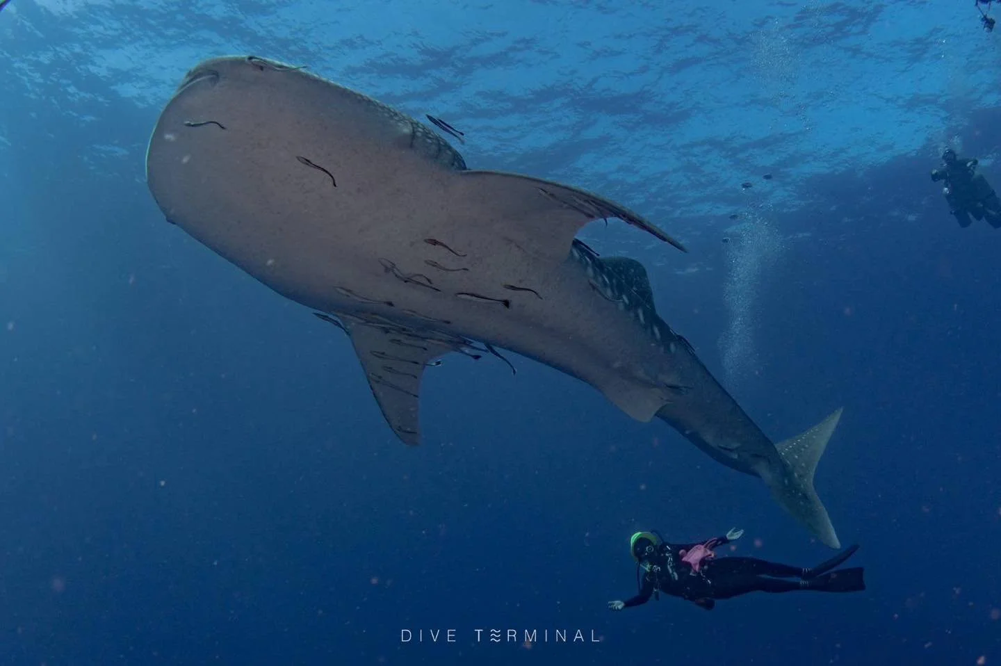 🛥️25-29 July 2026 Losin ถิ่นฉลามวาฬไม่เกินจริ
🛥️29 july -  2 Aug 2026 Losin ถิ่นฉลามวาฬไม่เกินจริง

🌊✨ Losin Lighthouse New Chapter ✨🌊
ทริปนี้พวกเรามา Losin เจอประภาคารใหม่คือโคตรเท่
ฟ้าเทา ๆ น้ำใส ๆ เรือตัดฉากคือดีย์
ดำน้ำเสร็จขึ้นมาถ่ายรูปคือแม