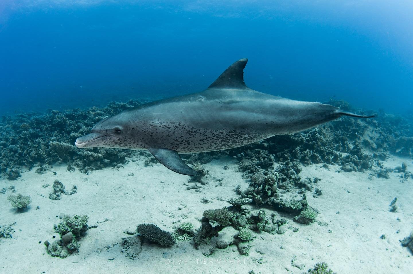 เดือดทั้งใต้น้ำและบนบก 📍 Red sea Egypt🇪🇬 ดาเมจแรงเกิ๊น 🔓unlock ฉ่ำมาก 
ใครสนใจให้เราพาปลดล็อค Red Sea เจอกันปีนี้
😍 (7)8-14(15) Aug 2026 

✅Oceanic Whitetip shark ✅Hammerhead shark✅Gray reef shark✅Manta ray✅Fox Shark ✅Dugong ✅Dolphin
เจอเยอะไม่ไ