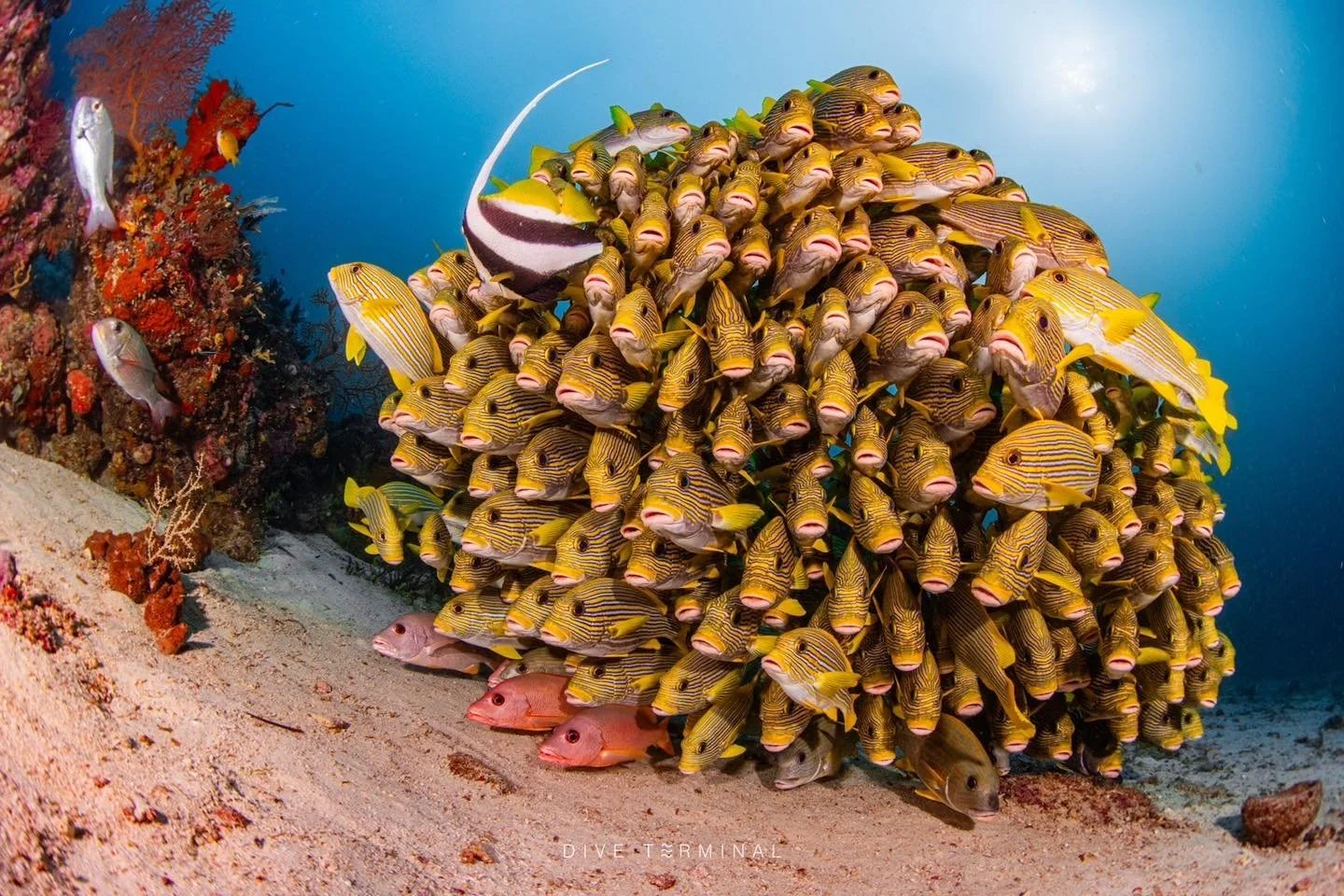 Raja Ampat The Last Paradise🤩 มุมไหนก็สวย ทำกล้องตกหยิบขึ้นมา คลิปที่ได้ยังสวย 
📌 (9)10-17(19) Apr 2027 Songkran day🤩🤩

ลางานน้อยมาก 

😍Raja Ampat ถิ่น Wobbegong Shark 
😍มาราชาอัมพัตต้องมาดูของใต้ Jetty
😍Blue Water Mangrove ป่าโกงกางที่มี  Sof