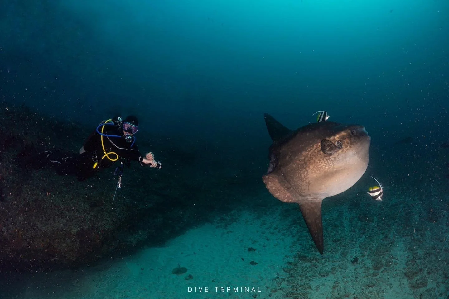 &ldquo;เคยดำน้ำแล้วตื่นเต้นจนลืมหายใจไหม? Mola Mola จะทำให้คุณรู้สึกแบบนั้น!&rdquo;
ทริปล่าโมล่า และแมนต้า&hellip;ที่ บาหลี
📅 10-14 ก.ย. 2026
📍 Nusa Penida, Bali &mdash; จุดดำน้ำที่ดีที่สุดจุดหนึ่งของประเทศอินโดนีเซีย
💸 32,000 บาท 

📌 Highlight
 