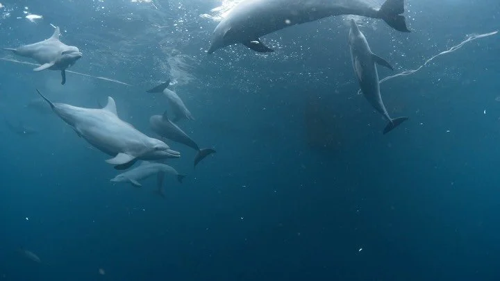 วันแรกก็ฉ่ำแล้วววววว 🔥🔥

โลมา แมนต้า มาครบบ

#diveterminal  #scuba #scuba_diving #travelphotography #rajaampatindonesia