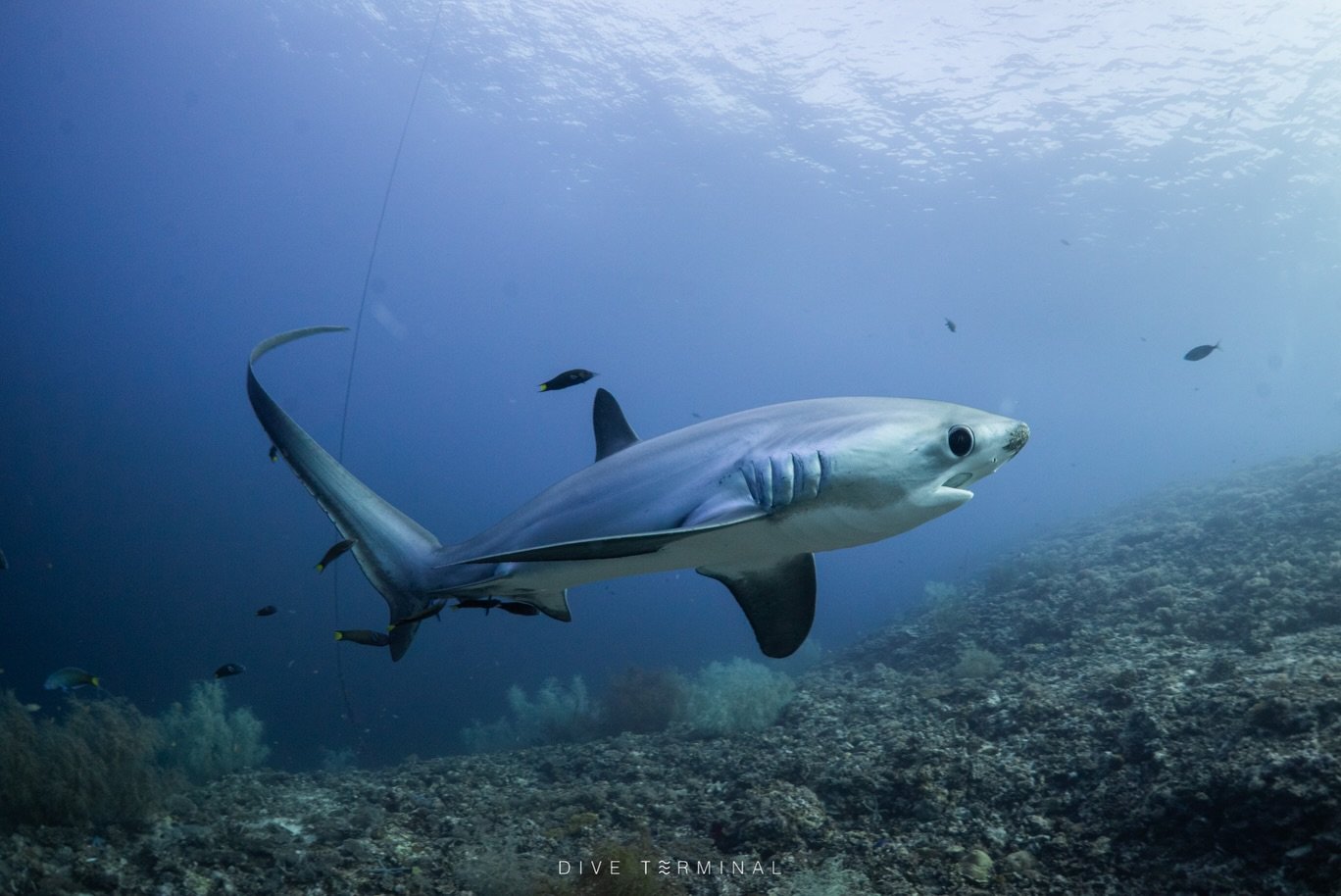 Thresher shark checked - เจอครบ 100% 
Kimud shoal เป็นบริเวณที่เจ้าฉลามหางดาบจะขึ้นมาจากความลึกเพื่อมาให้กลุ่มปลา Wrasse ทำความสะอาด ความมหัศจรรย์ของภูมิประเทศทำให้พบเจอได้ง่ายที่เดียวของโลก ไม่ต้องดูตารางน้ำ แค่จองมาก็ได้ลุ้นแทบจะเกือบ 100% 😂

ปีหน