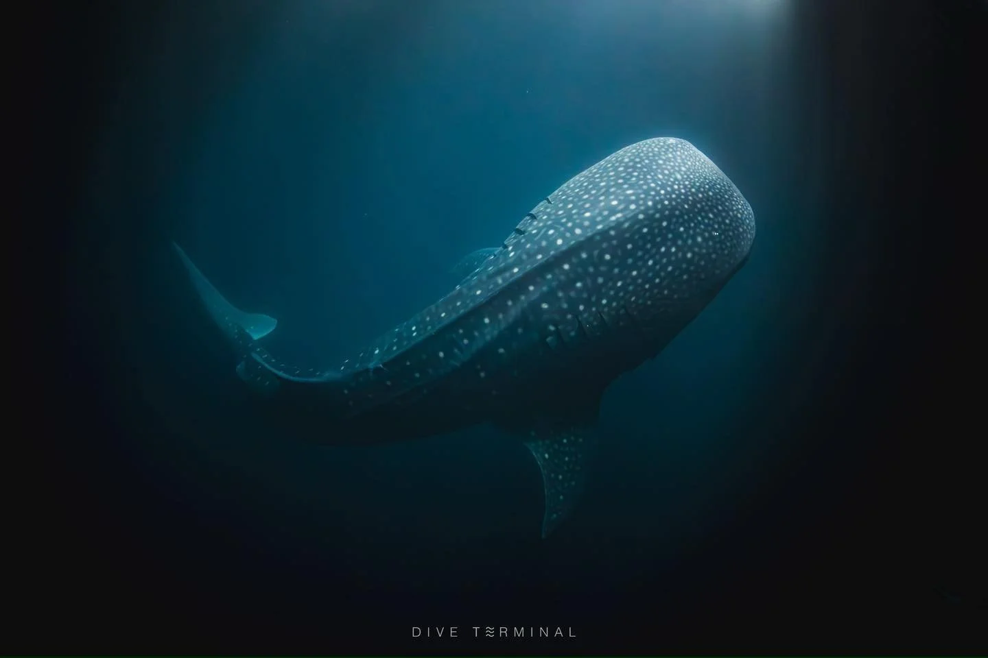 มัลดีฟส์ ดียังไง? ต้องบอกเลย Maldives ดีต่อใจ

2026
🥰(5)6-11(12) Dec 2026 Best of Maldives

2027
🥰 (20)21-26(27) Feb Deep south Maldives 
🥰(10)11-16(17) Apr Best of Maldives

🌊 มัลดีฟส์ ดียังไง? ทำไมต้องไปดำน้ำสักครั้งในชีวิต! 🇲🇻

ใครฝันอยากเจอ