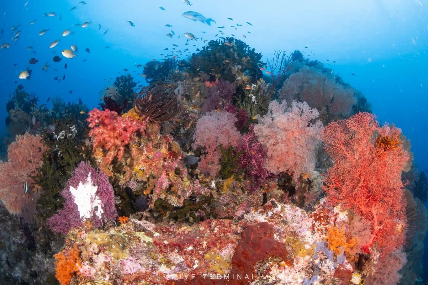 Misool, Raja Ampat รอบนี้คือดีจัด ดำเพลินทุกไดฟ์

ปลาแน่น ปะการังโคตรสวย วิวใต้น้ำคือสุดจริง
ใครยังไม่เคยมา&hellip;ควรมาให้ได้สักครั้ง 🌊

ใครยังไม่เคยมาจองด่วนปีหน้าสงกรานเวลาเดิม

9-18 Apr 2027 เหลือที่ไม่เยอะแล้วน้าาาา

#Misool #RajaAmpat #ดำน้ำ #