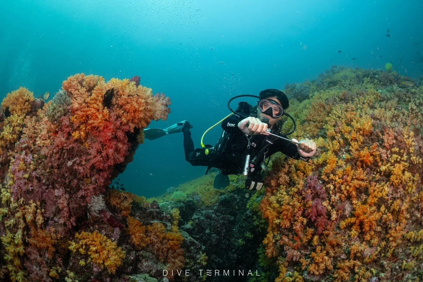 🏝️ทะเลพม่า โคตรรรรรรดีย์ ...สำหรับสาย landscape... love coral &amp; Seafan ที่นี่คือสวรรค์ ในราคาเท่าๆบ้านเรา รีสอร์ทก็ดี หาดทรายขาวน้ำใส สรุป มาเถอะ ปีหน้าจัดให้ 3 ทริป รีบจอง ถ้าเต็มอดจะหาว่าไม่เตือน

17-20 Dec 2026 นาวโอพี พม่า 🇲🇲
28-31 Jan 202