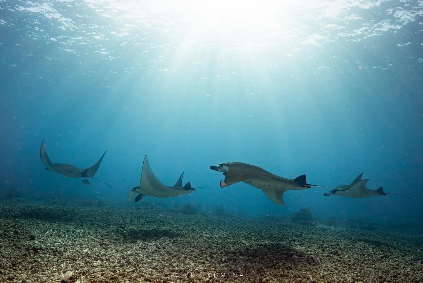 Manta Alley  ซอยแมนต้า ทริปนี้เจอฉ่ำ 20+ Komodo พีคจิ้ง
🤩Komodo ที่ติดใน Bucket list ของนักดำน้ำทุกคน
(30)31May-4(5) Jun 2026
(9)10-14(15) Aug 2026

😘พบกับ บ้านแมนต้าาาา ❤️❤️ 
🤩World class landscape ทั้งบนบกและใต้น้ำ 😁😁
🥰Macroเทพ  Rhynopias ปลา
