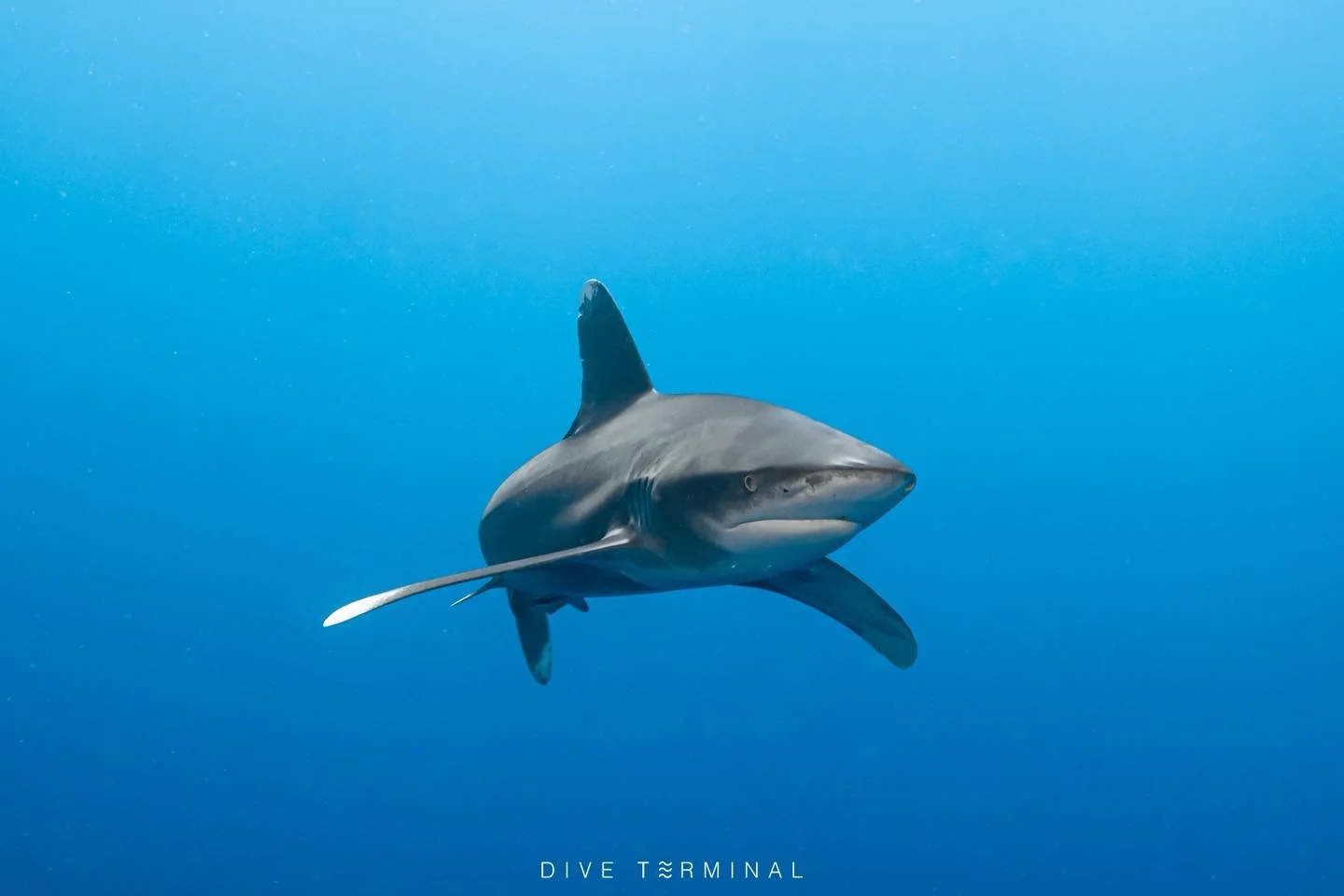 เดือดทั้งใต้น้ำและบนบก 📍 Red sea Egypt🇪🇬 ดาเมจแรงเกิ๊น 🔓unlock ฉ่ำมาก 
ใครสนใจให้เราพาปลดล็อค Red Sea เจอกันปีนี้
😍 (7)8-14(15) Aug 2026 

✅Oceanic Whitetip shark ✅Hammerhead shark✅Gray reef shark✅Manta ray✅Fox Shark ✅Dugong ✅Dolphin
เจอเยอะไม่ไ