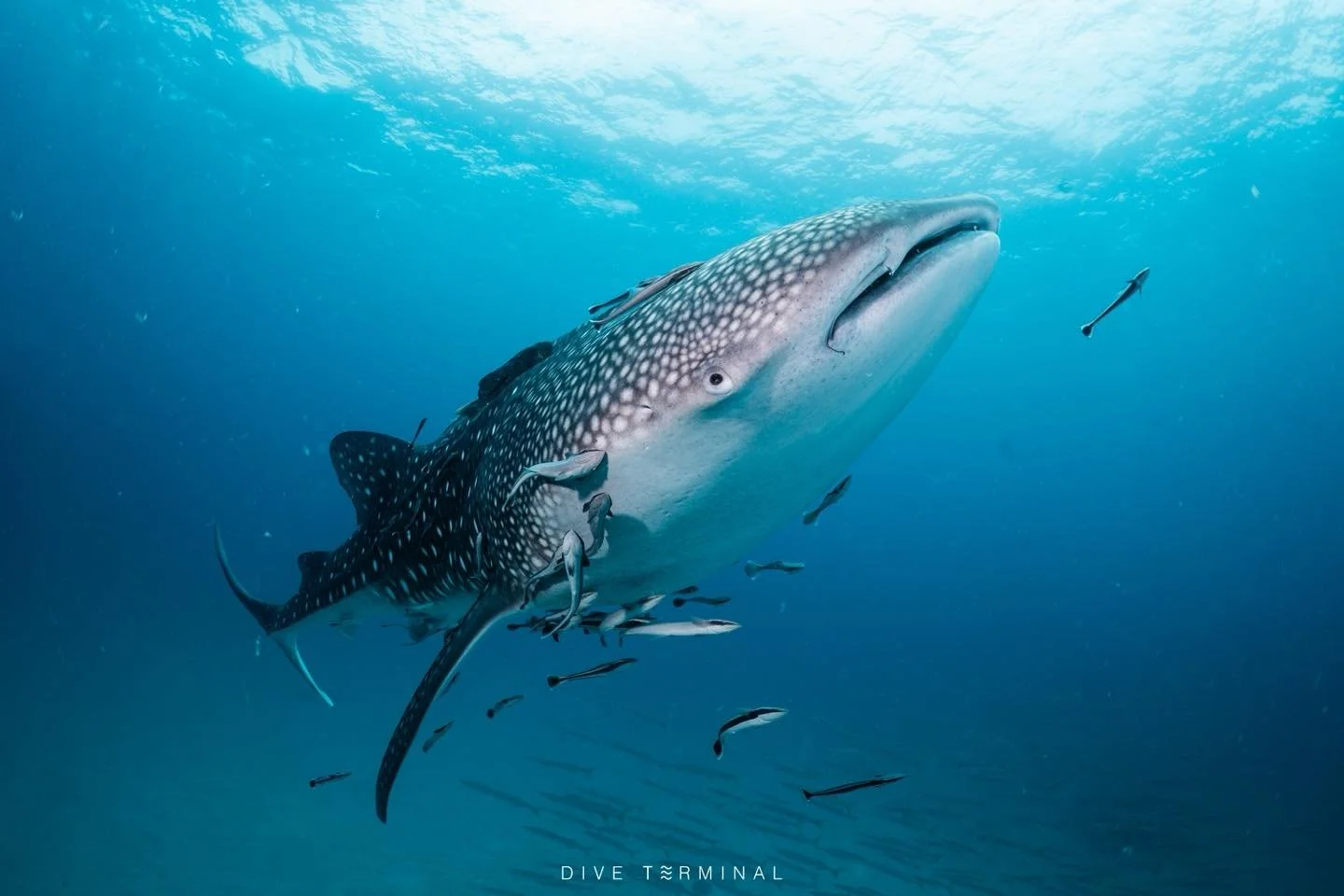 &ldquo;ทริปเกาะเต่า&ndash;ชุมพรคือที่สุดจริง 🐠 เดินทางก็ง่าย ลางานก็อสนน้อย
✅(9)10-12 July 2026 Summer Liveaboard เริ่มต้น 19,000 บาท

น้ำใสแบบเห็นกันชัด ๆ ตั้งแต่ลงฝูงปลาเยอะจนหันไปทางไหนก็มีปลาเพียบ 
บอกเลยไม่เสียดาย เพราะทุก dive มันมีอะไรให้ว้าว