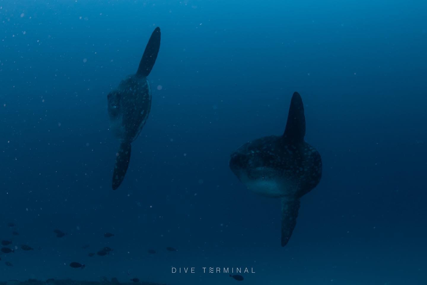 &ldquo;เคยดำน้ำแล้วตื่นเต้นจนลืมหายใจไหม? Mola Mola จะทำให้คุณรู้สึกแบบนั้น!&rdquo;
ทริปล่าโมล่า และแมนต้า&hellip;ที่ บาหลี
📅 10-14 ก.ย. 2026
📍 Nusa Penida, Bali &mdash; จุดดำน้ำที่ดีที่สุดจุดหนึ่งของประเทศอินโดนีเซีย
💸 32,000 บาท 

📌 Highlight
 