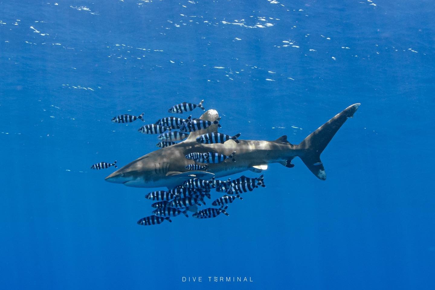 เดือดทั้งใต้น้ำและบนบก 📍 Red sea Egypt🇪🇬 ดาเมจแรงเกิ๊น 🔓unlock ฉ่ำมาก 
ใครสนใจให้เราพาปลดล็อค Red Sea เจอกันปีนี้
😍 (7)8-14(15) Aug 2026 4 ที่สุดท้าย

✅Oceanic Whitetip shark ✅Hammerhead shark✅Gray reef shark✅Manta ray✅Fox Shark ✅Dugong ✅Dolphin