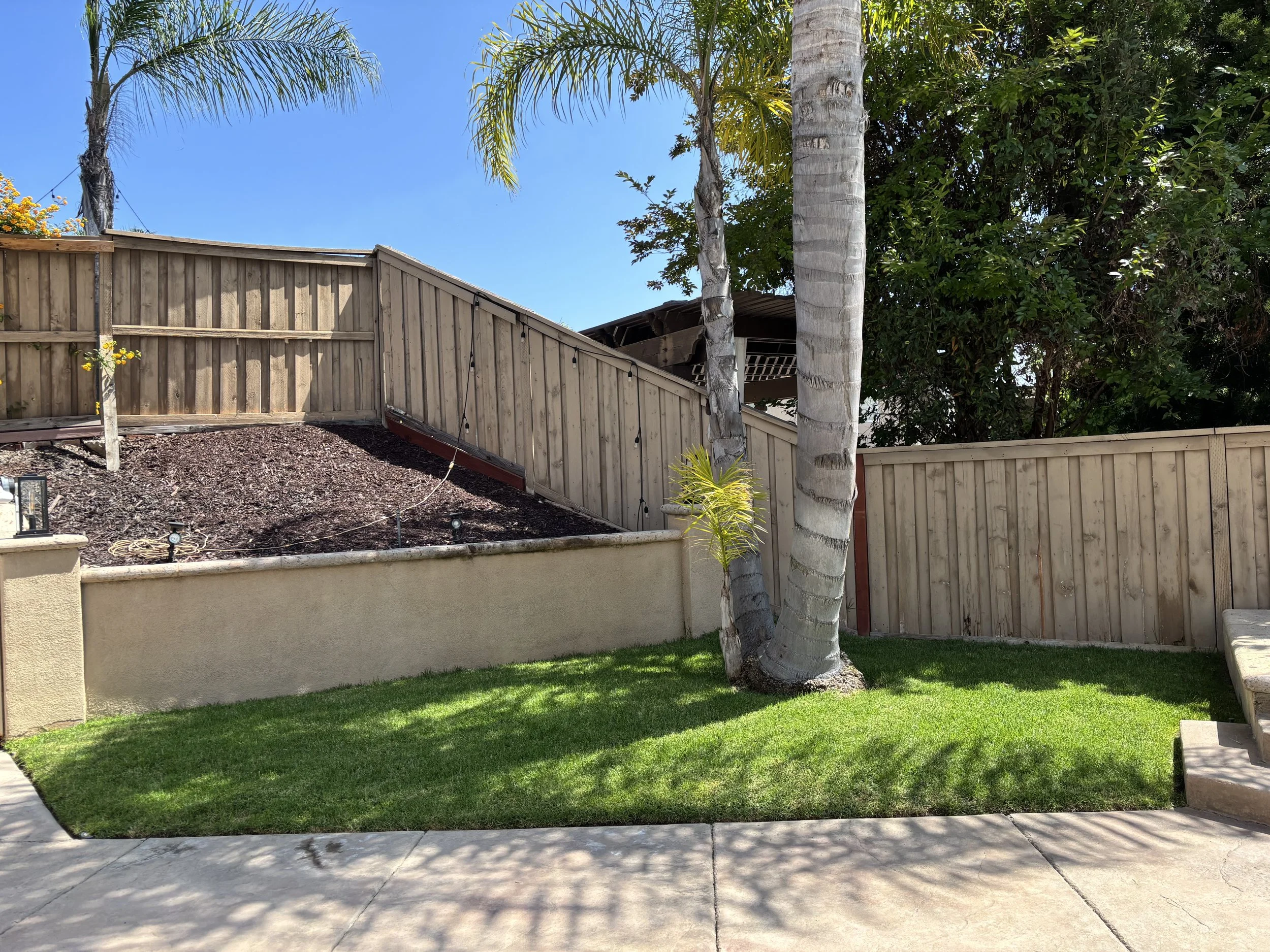 Backyard with two palm trees, a small patch of green grass, a concrete sidewalk, and a tall wooden fence under a clear blue sky.