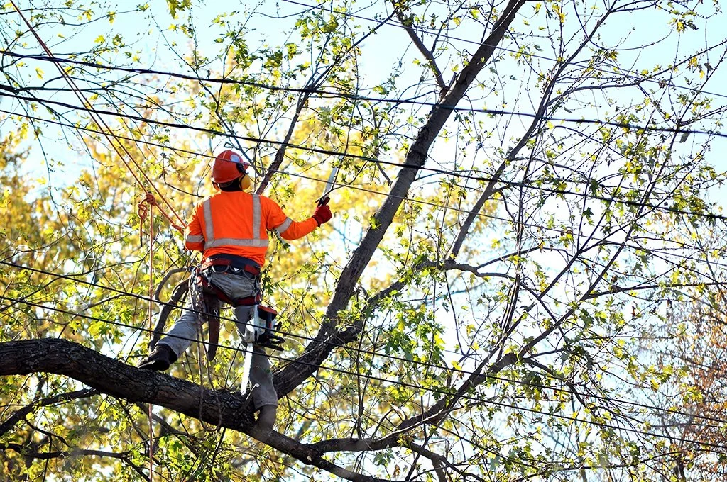 Tree worker in safety gear trimming branches from a tall tree with ropes and harnesses.