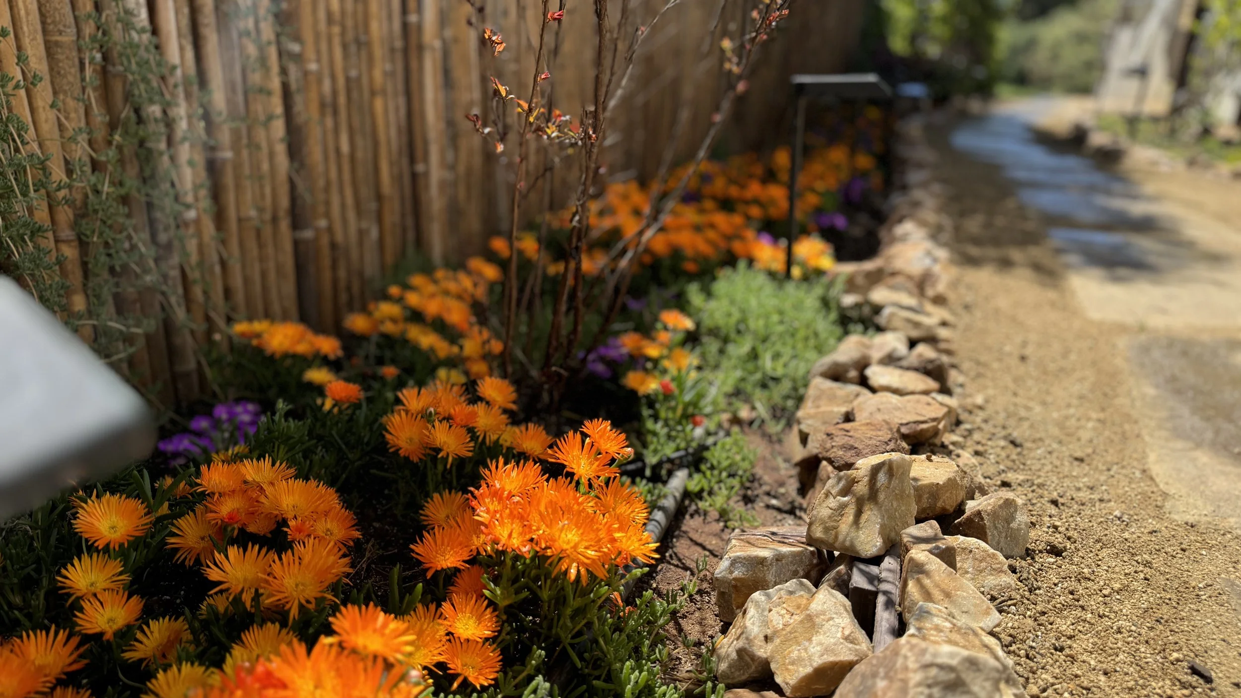 Colorful flowers along a garden path, with a bamboo fence on the left and rocks bordering the path on the right in La Mesa, California.