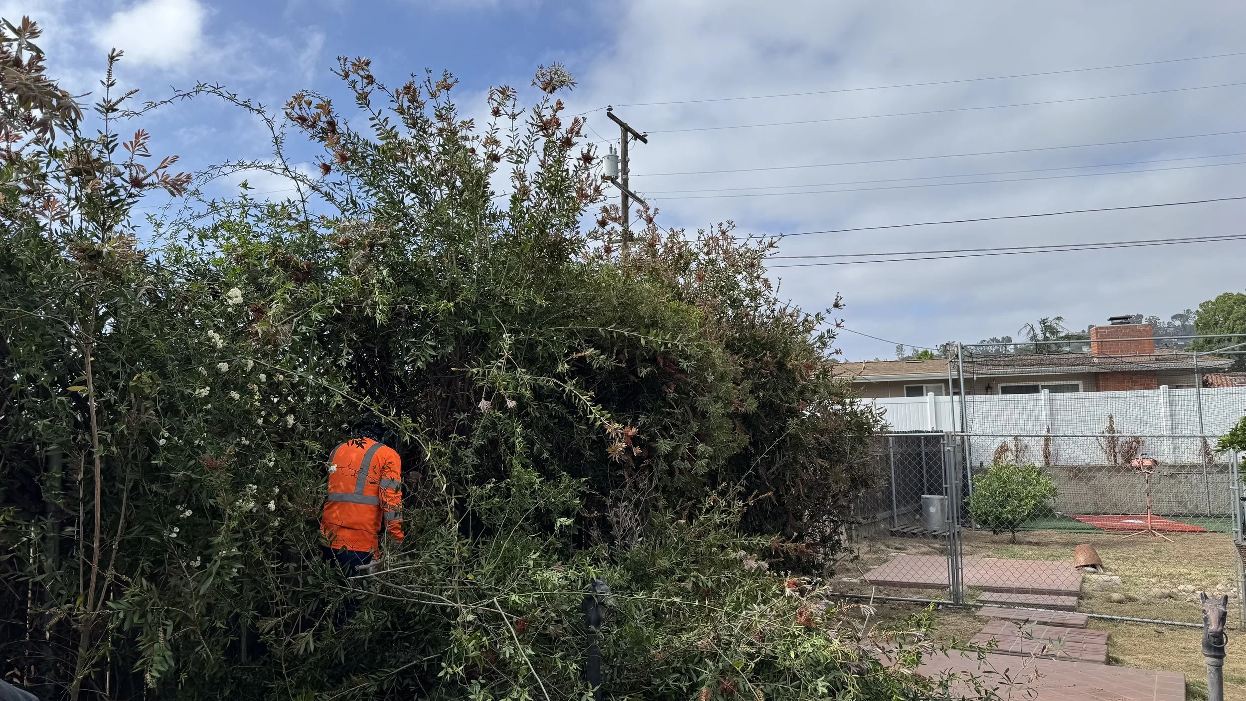A person in an orange safety vest cutting or trimming a large bush or hedge in a backyard, with a fence, a dog, and a house in the background.
