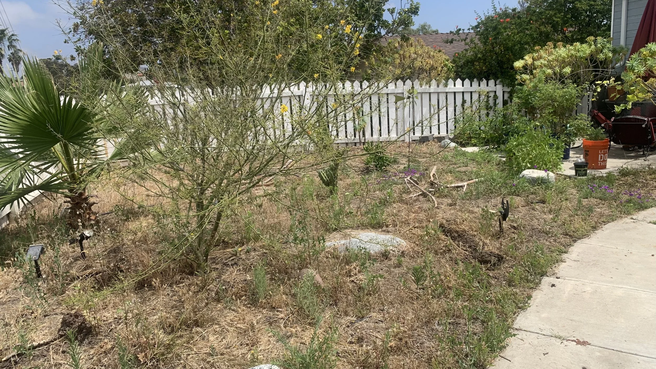 Dry, overgrown backyard with sparse plants, weeds, small shrubs, decorative rocks, and a white picket fence in the background. Part of a concrete sidewalk is visible on the right. A bucket and some chairs are on the patio area.