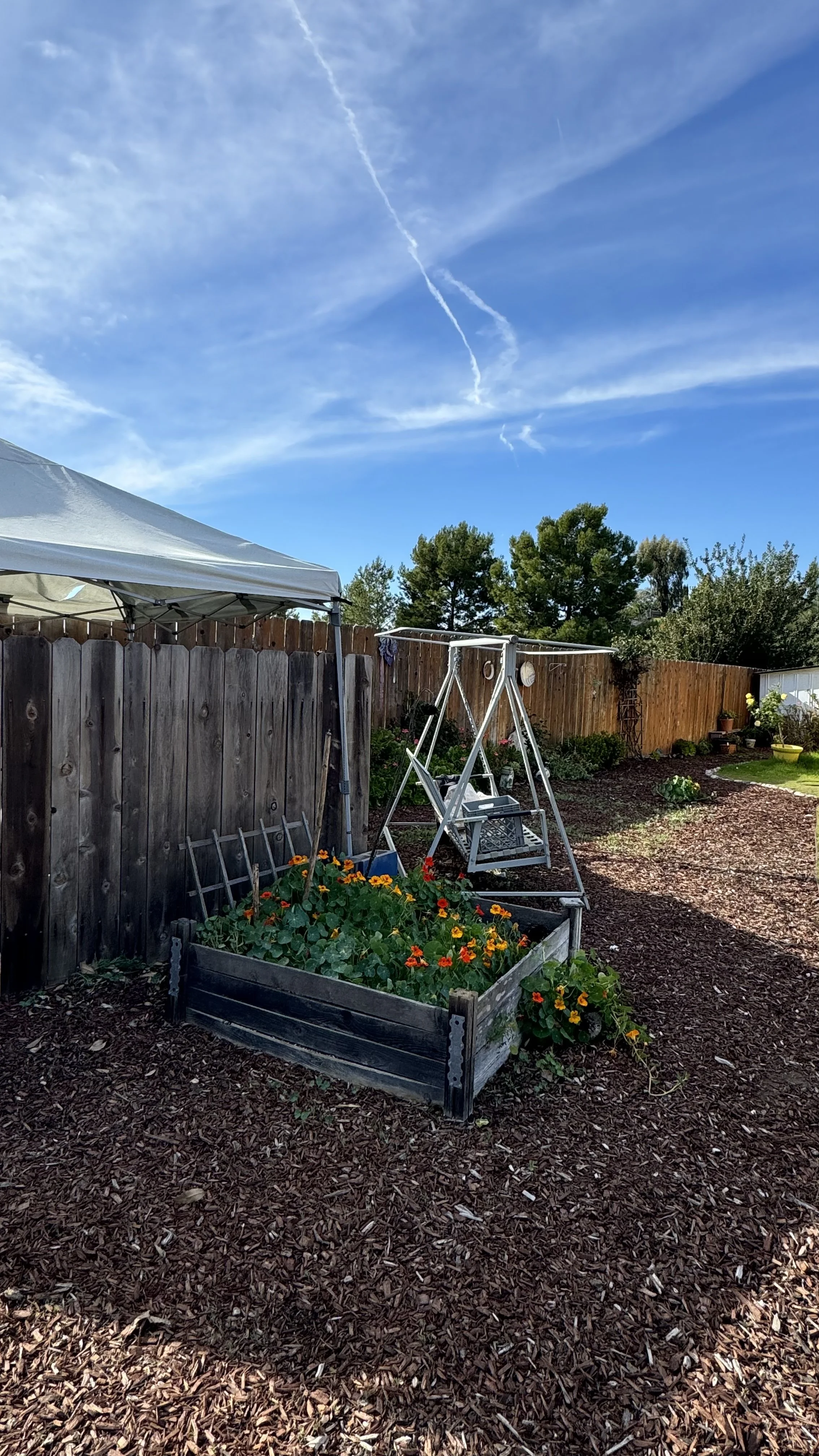 Backyard garden with wooden fence, raised flower bed with orange and yellow flowers, porch swing, and canopy, under a blue sky with wispy clouds and contrails.
