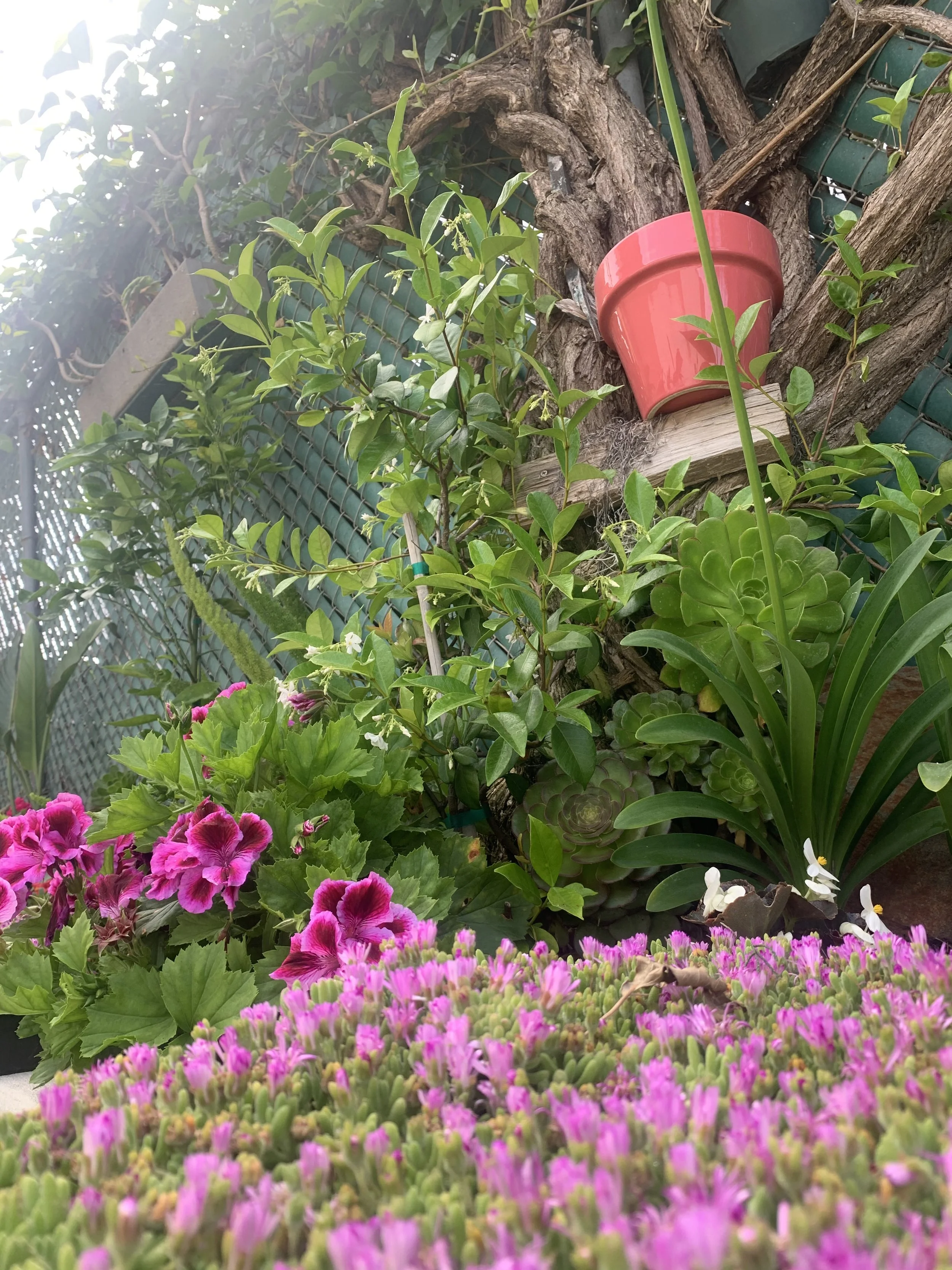 A garden with pink and purple flowering plants, green leafy bushes, and a tree with a red pot on a branch.