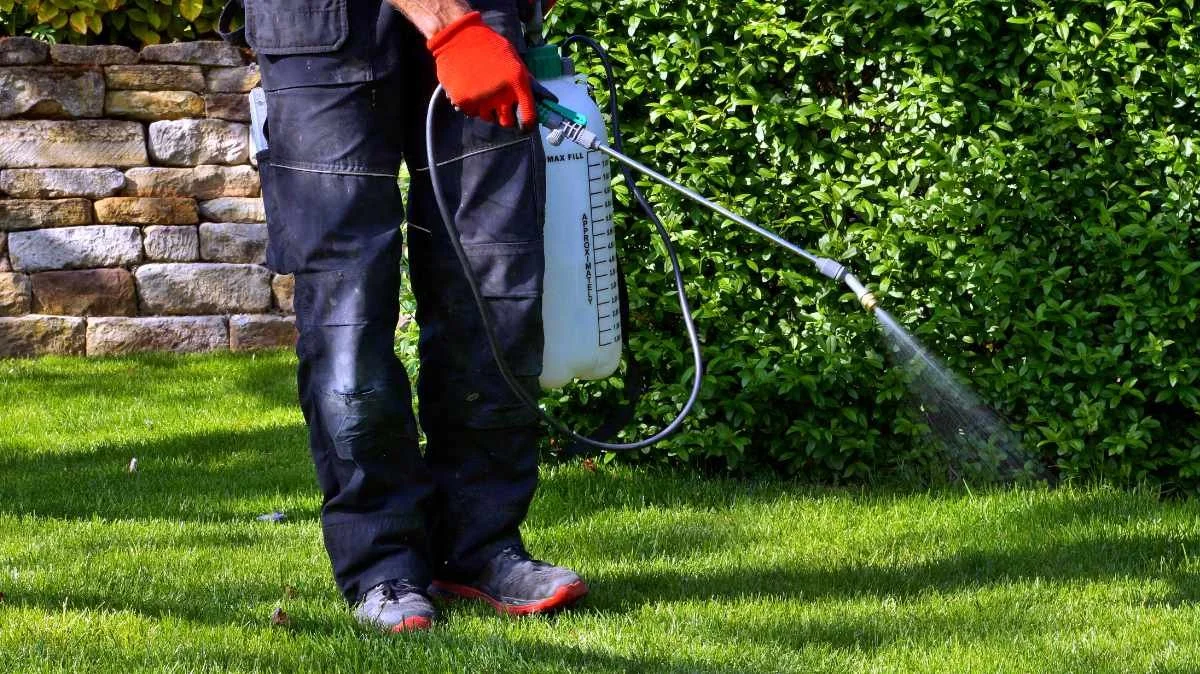Person wearing black outdoor work clothes and red gloves spraying herbicide onto grass in a garden.
