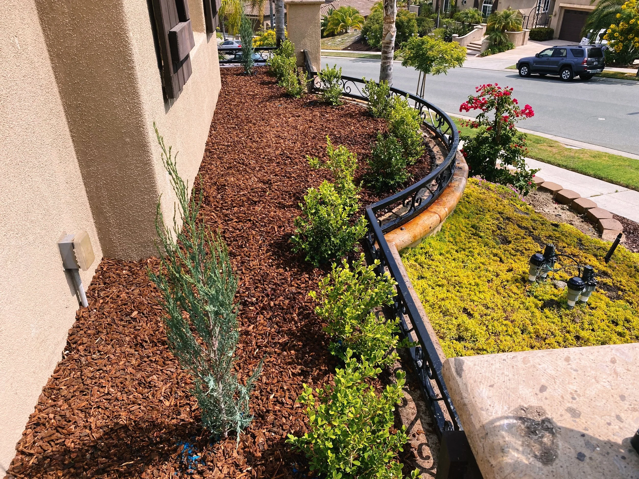 A curved garden bed with small green bushes, a pink flowering plant, yellow ground cover, and mulch, bordered by a black wrought iron fence on a suburban street.