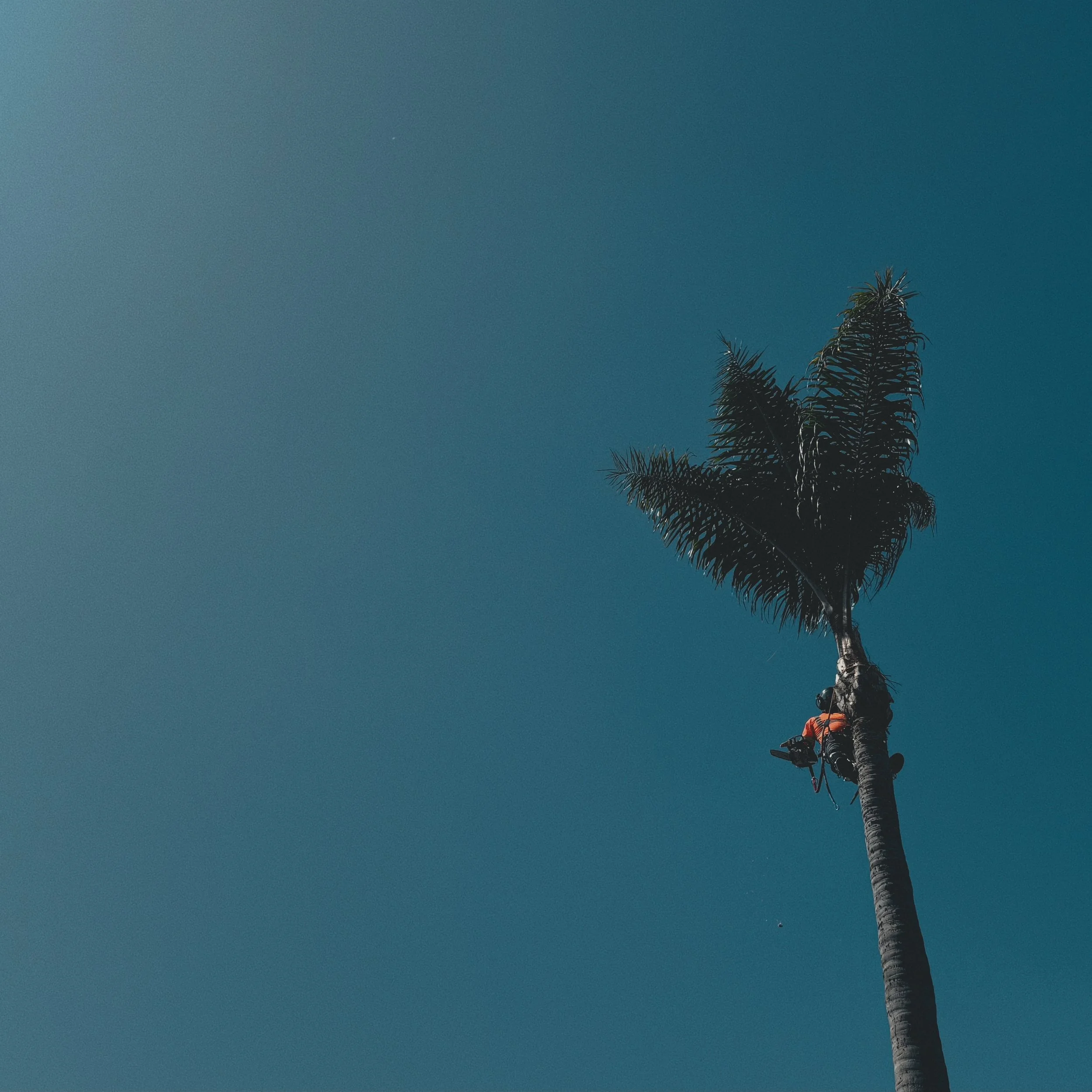 A landscape crew climbing a tall palm tree for palm tree services to clean the tree against a bright blue sky in Chula Vista.