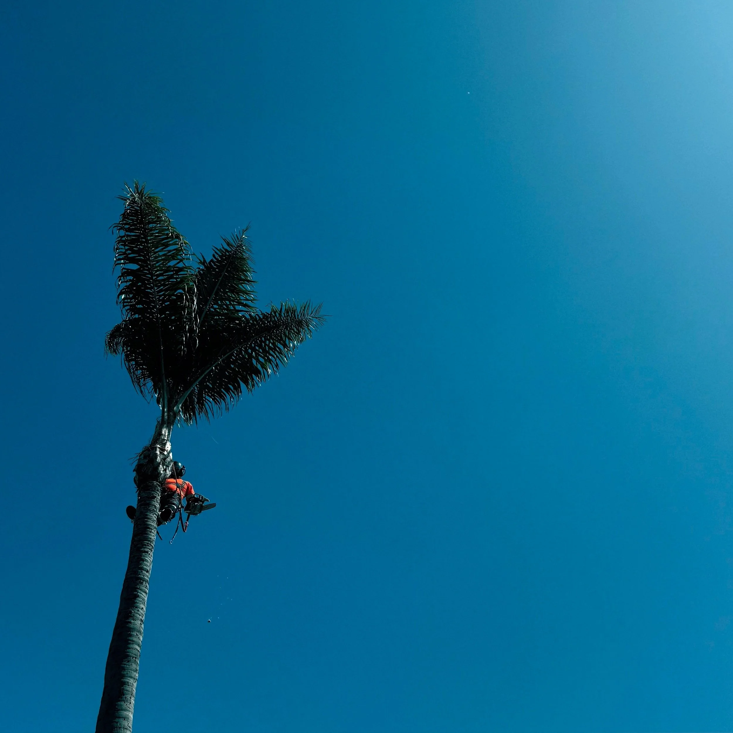 Worker climbing a tall palm tree against a clear blue sky.