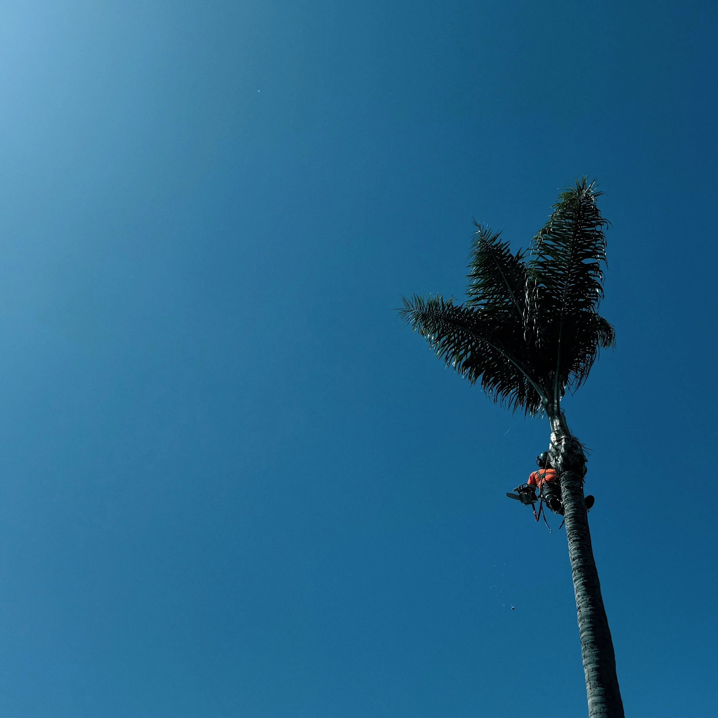 Landscaping crew cleaning and trimming a tall palm tree against a clear blue sky in Chula Vista.