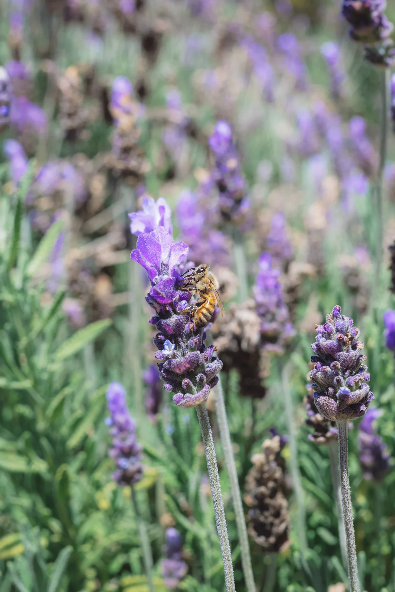 Close-up of a bee on a purple lavender flower in a lavender field.