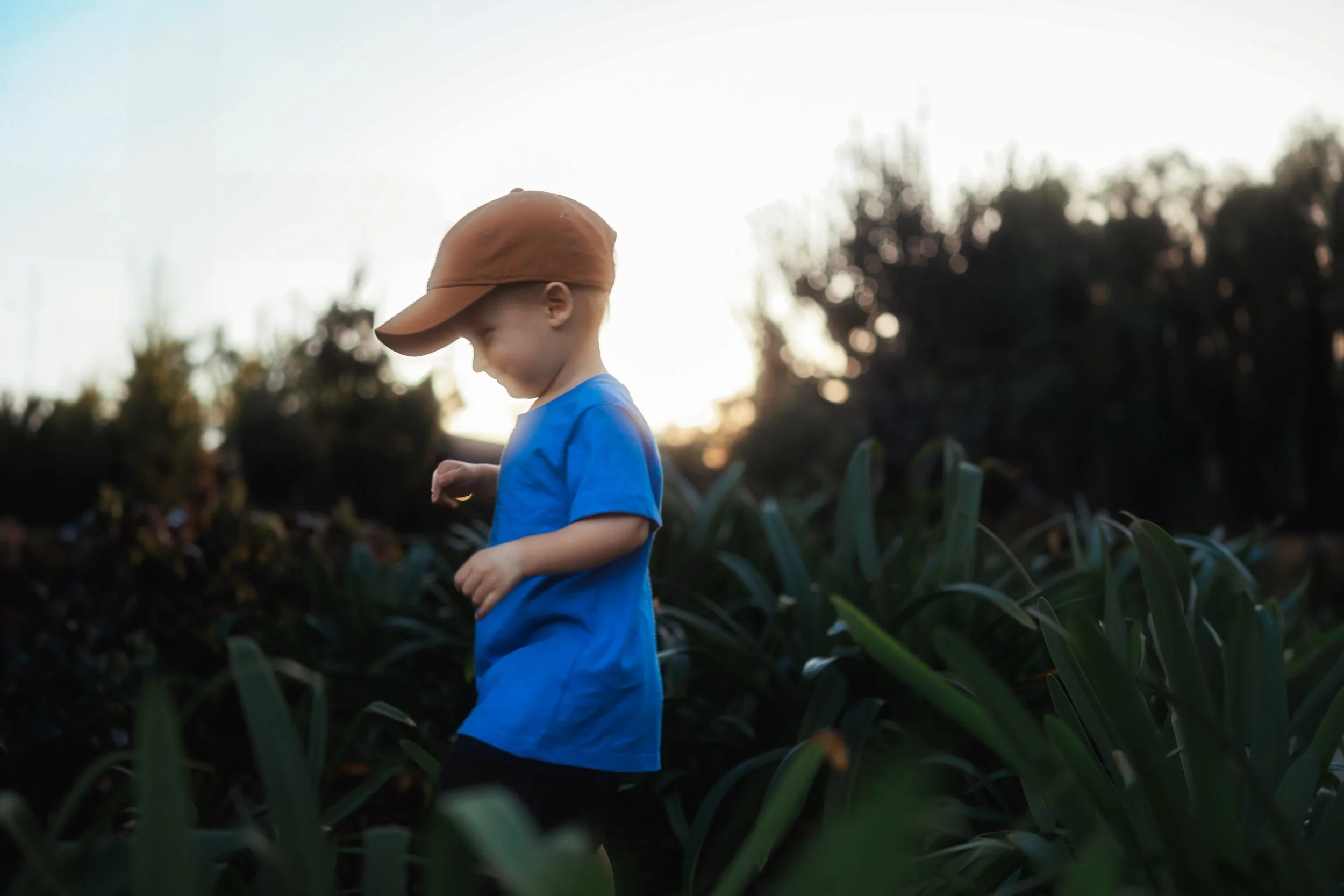 A young boy wearing a blue shirt and a brown hat walks among tall green plants during sunset.