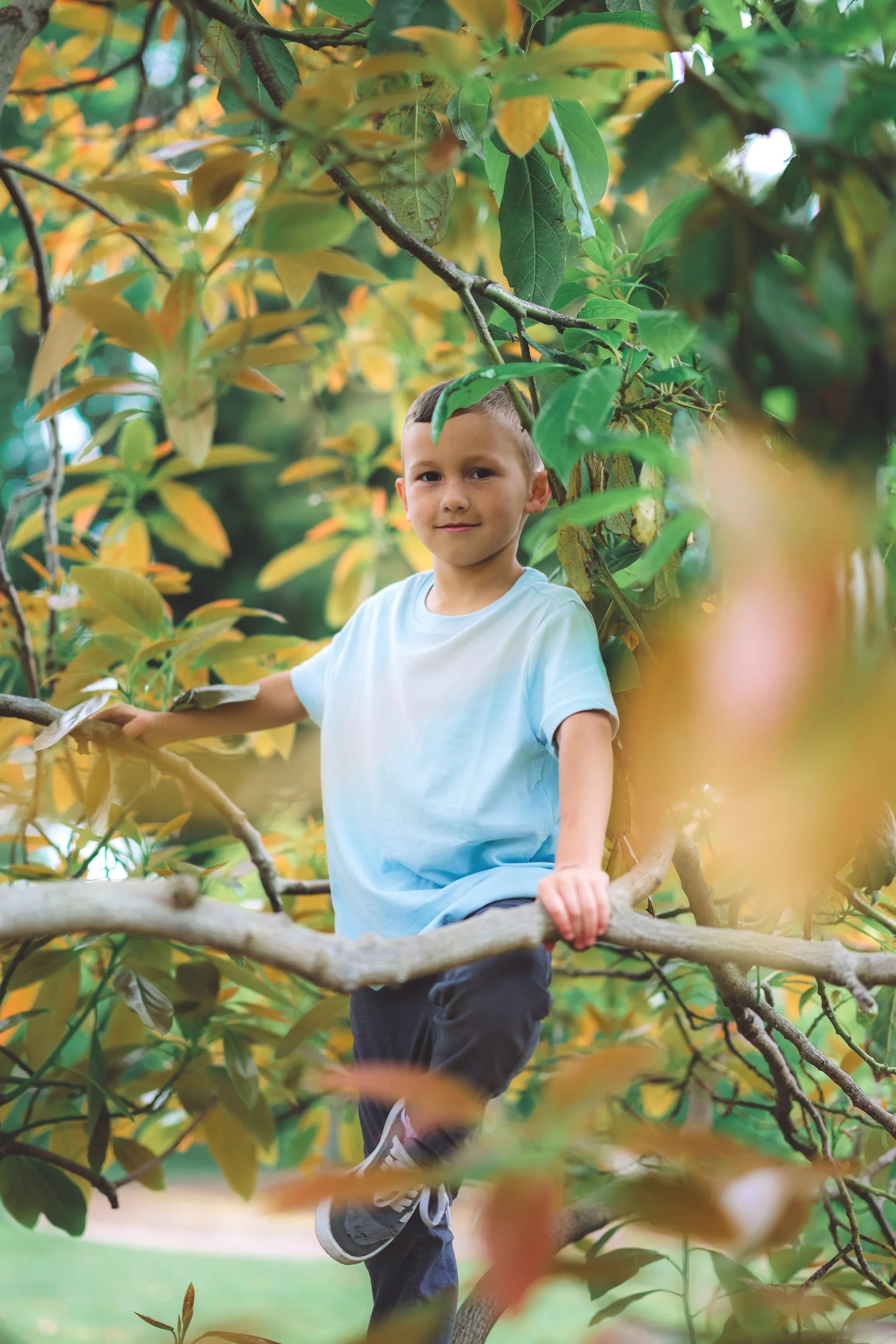 Young boy climbing a tree with green and yellow leaves.