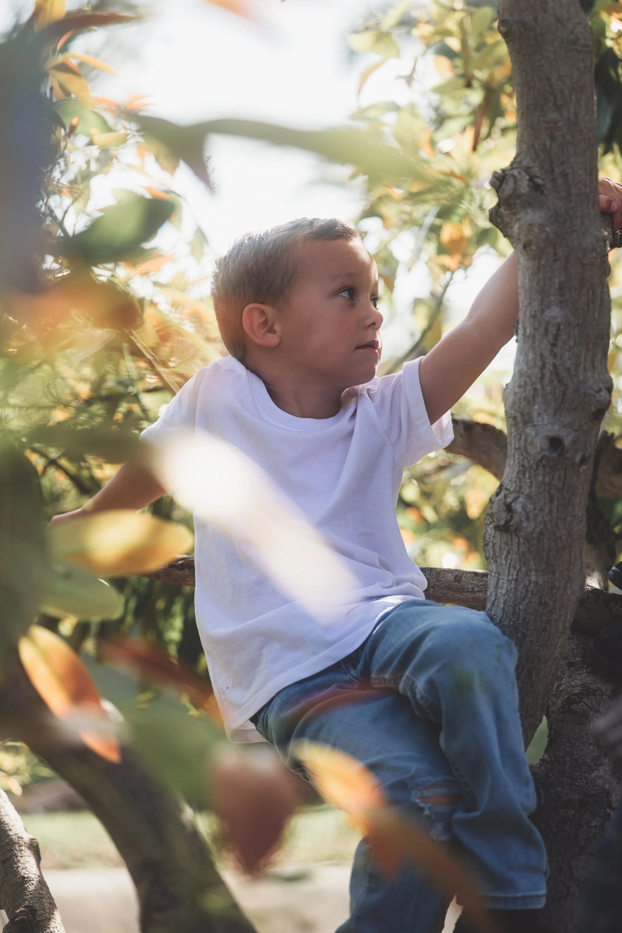 Young boy climbing a tree in an outdoor setting with sunlight filtering through the leaves.