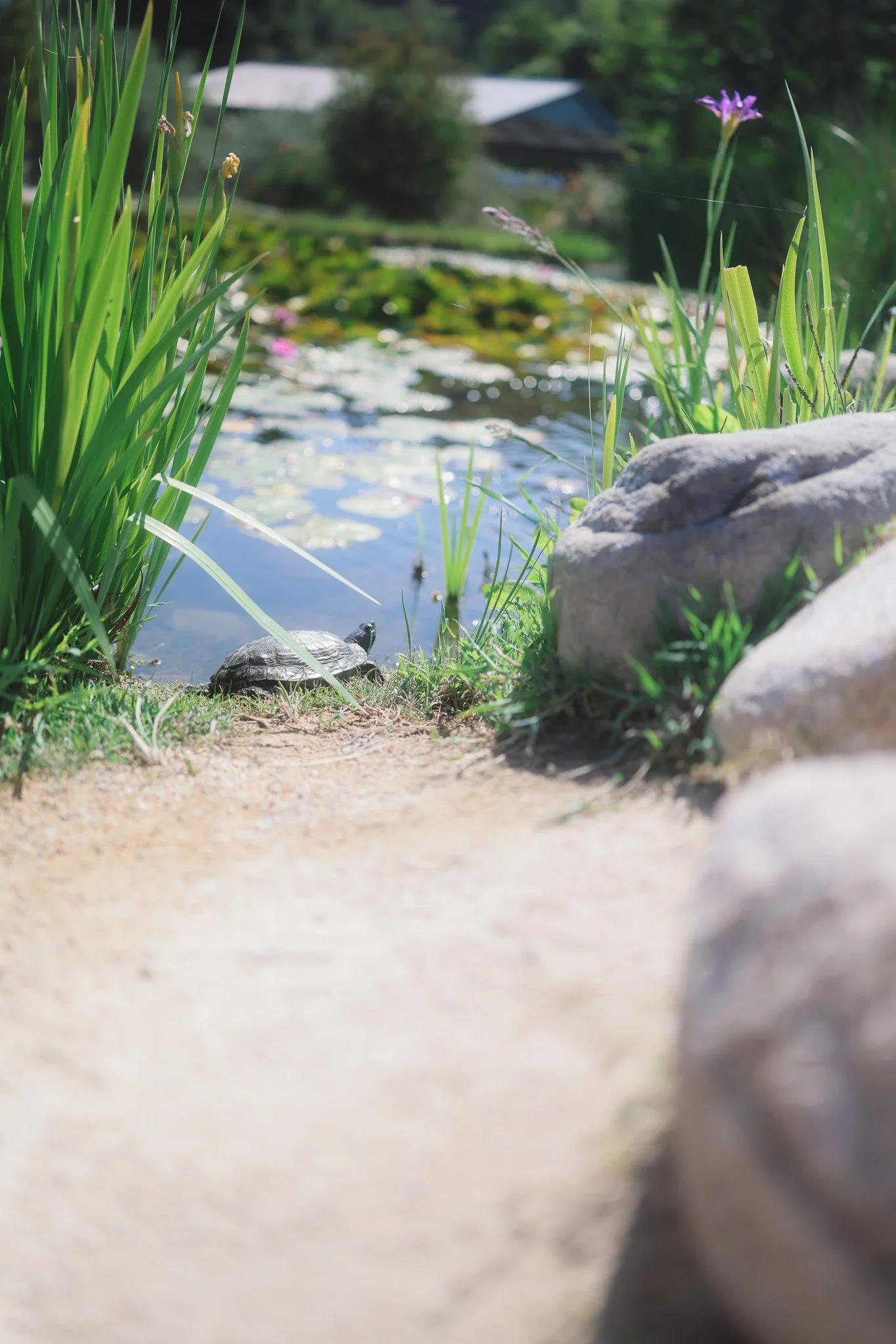 A small turtle on a dirt path near rocks, with tall green grass and pond with lily pads and purple flowers in the background.