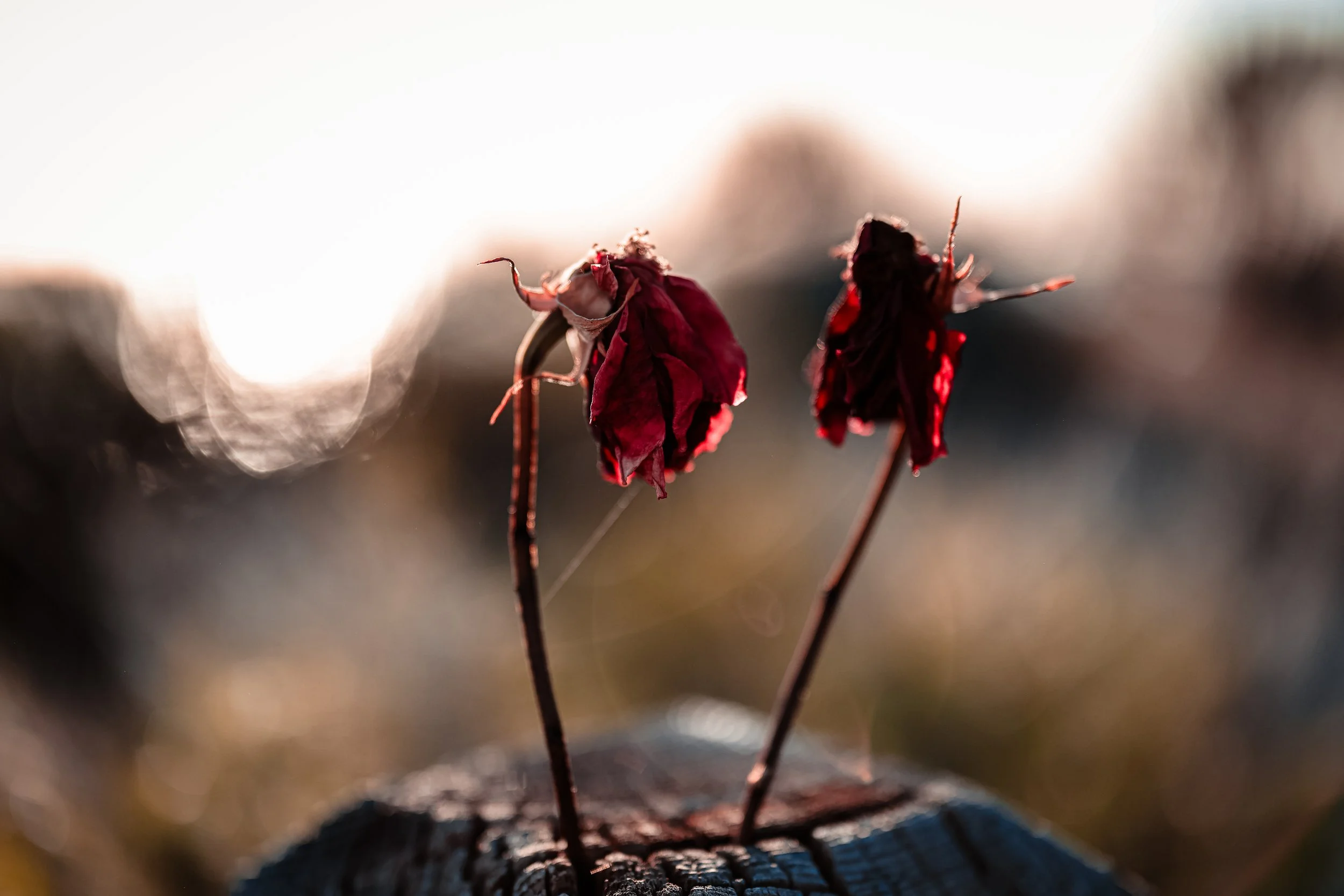 Close-up of two withered red flowers on thin stems emerging from a piece of wood, illuminated by warm backlight with blurred background.