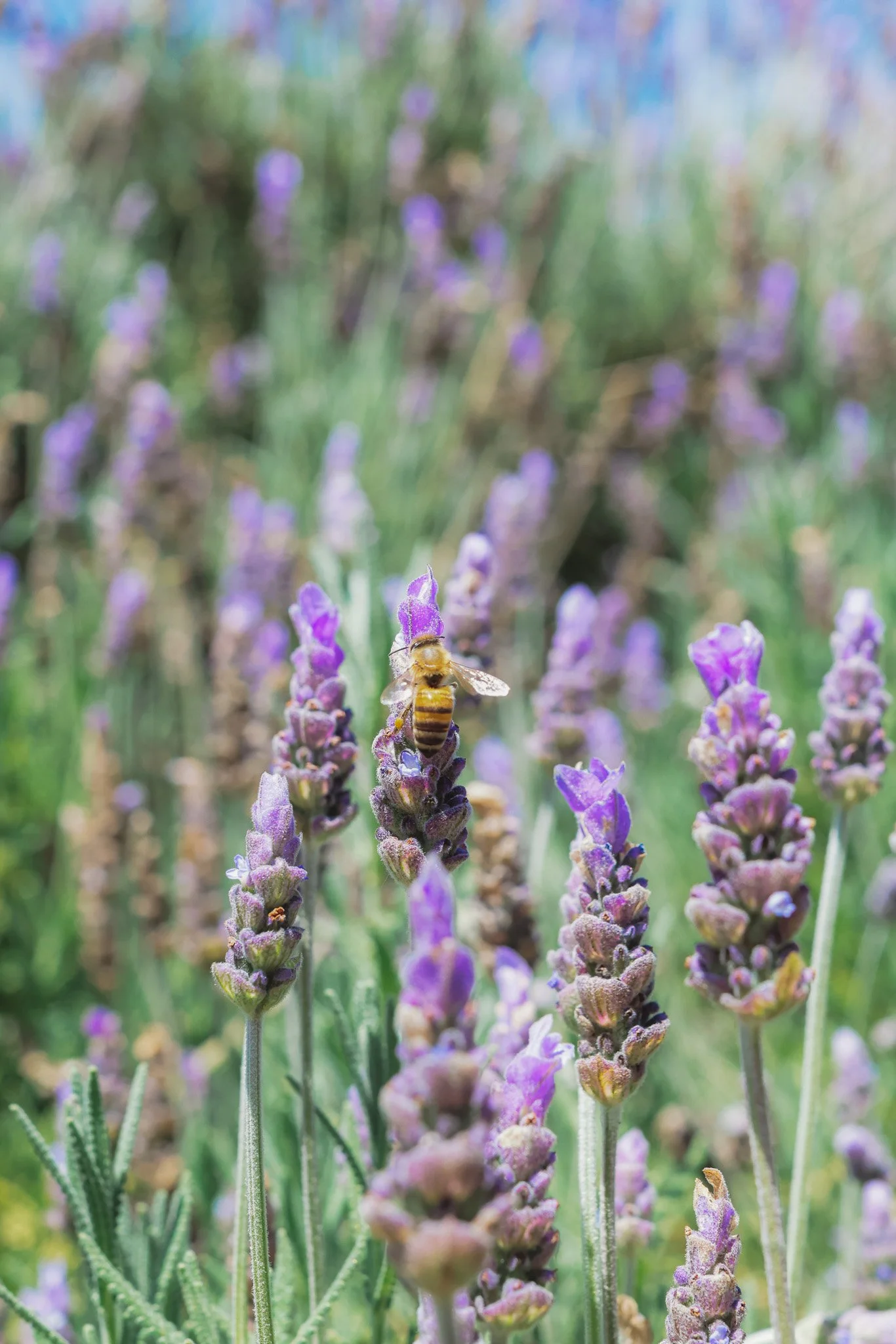 Close-up of a honeybee on a purple lavender flower with more lavender flowers in the background.