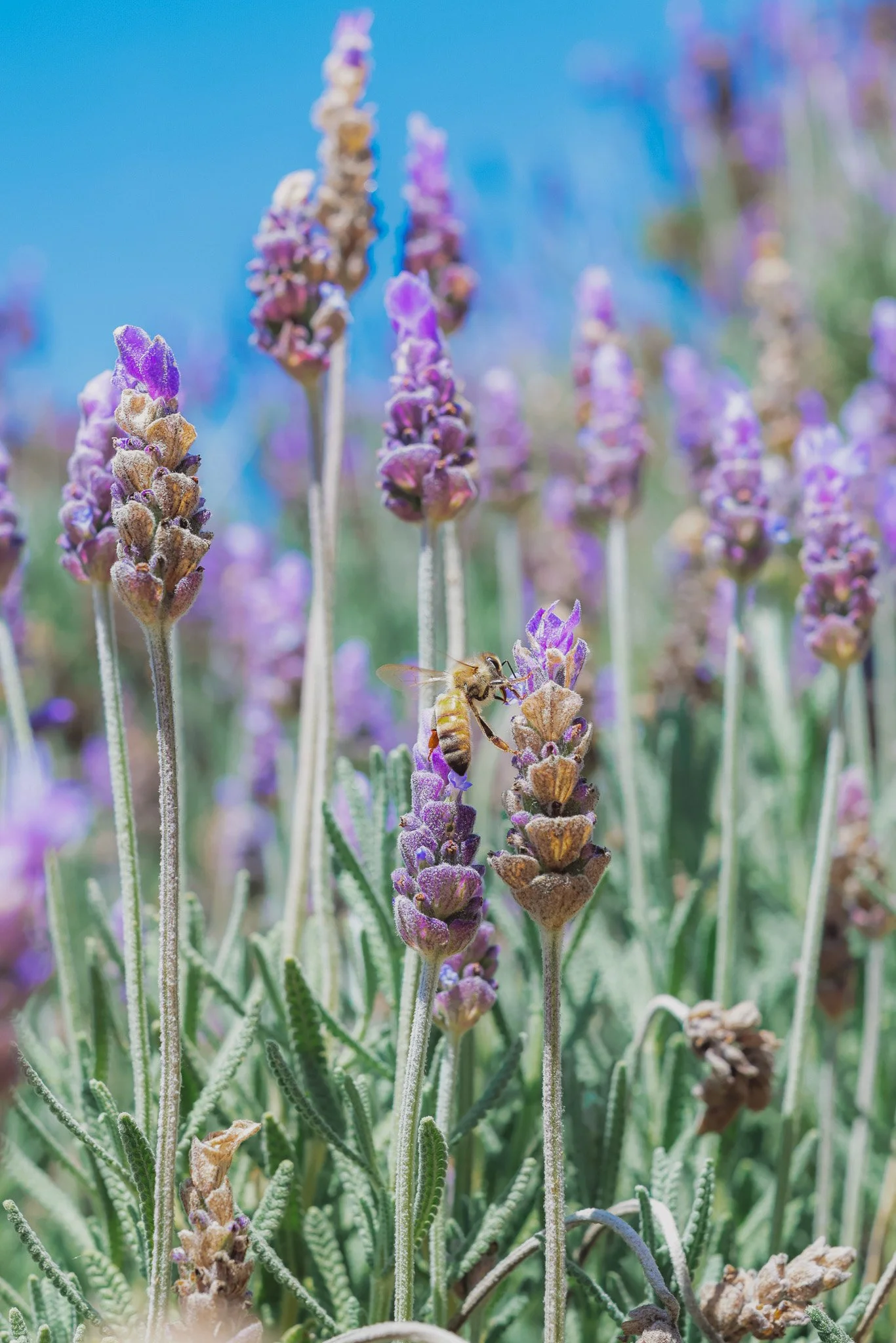 Close-up of lavender flowers with a honeybee collecting nectar from one of the flowers, green foliage in the background, and a vibrant blue sky.