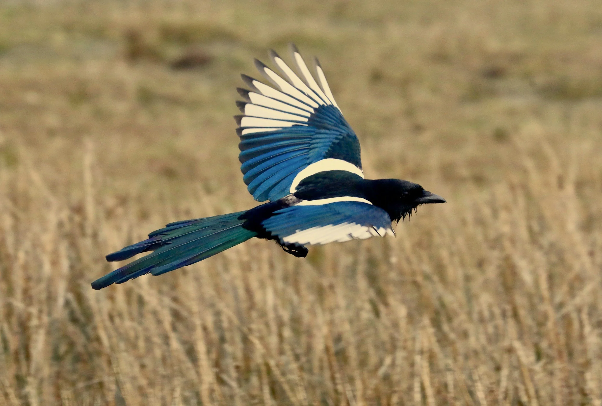A black and white Eurasian magpie in flight over a grassy field with its wings spread wide.