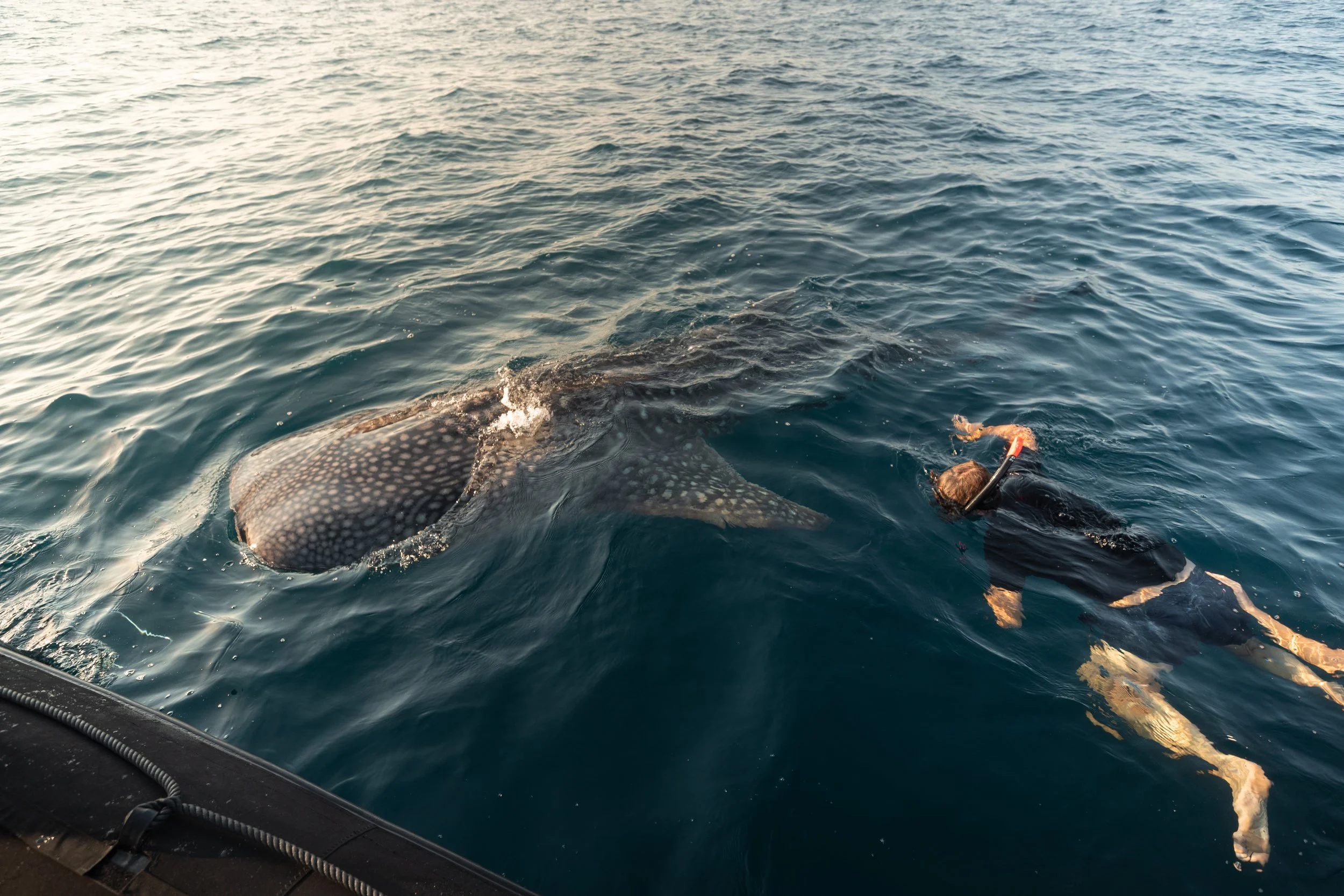 A person in a wetsuit swimming near a whale in the ocean.