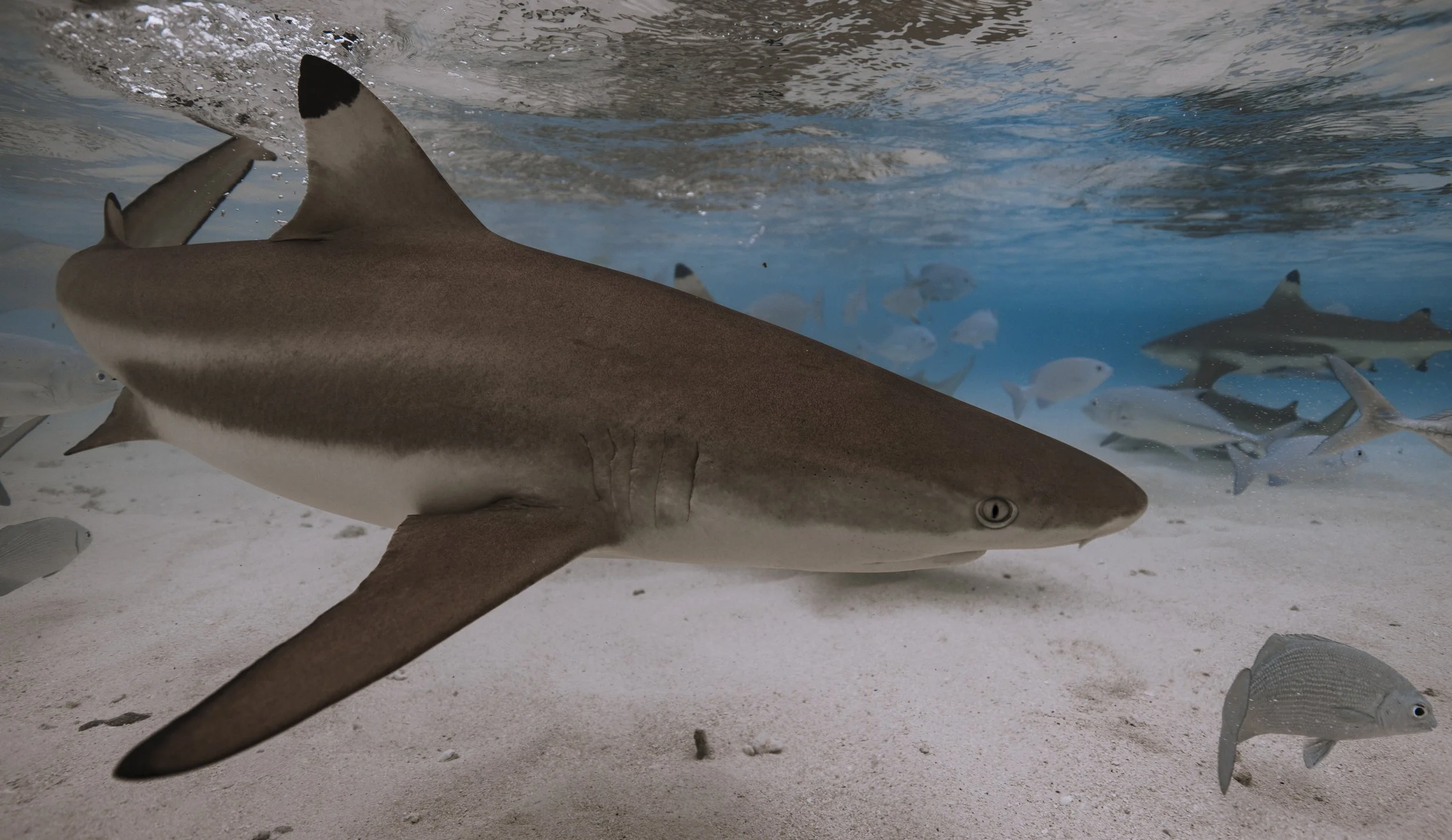 Underwater scene with a large shark swimming near the sandy ocean floor, surrounded by smaller fish and a school of fish in the background.