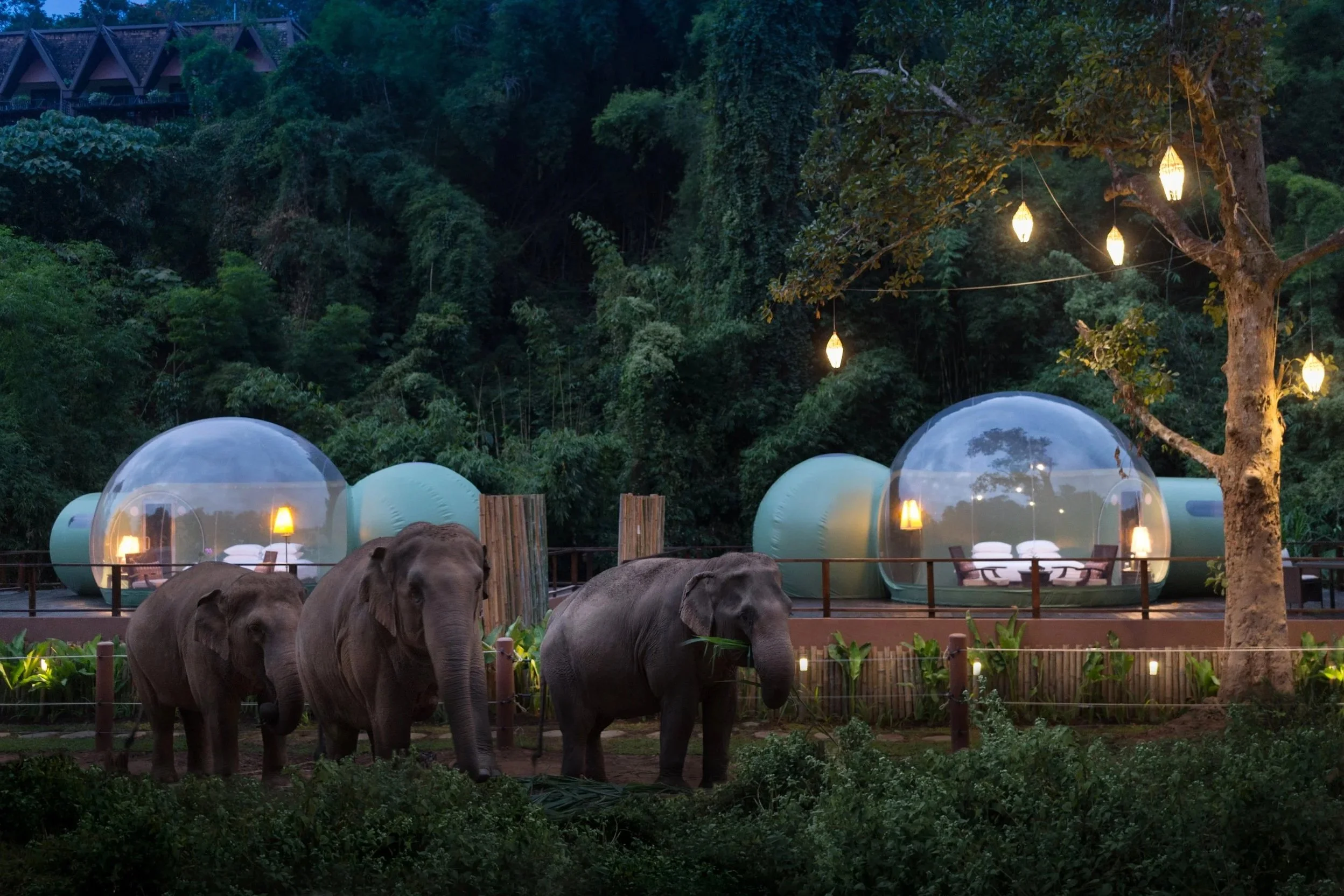 Three elephants walking in front of a luxury glamping site with transparent bubble tents and hanging string lights amidst lush green trees at dusk.