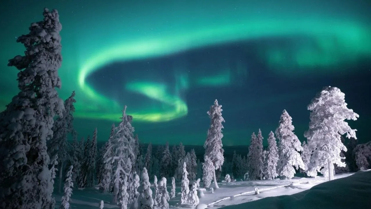 Snow-covered trees under the northern lights in a winter landscape.