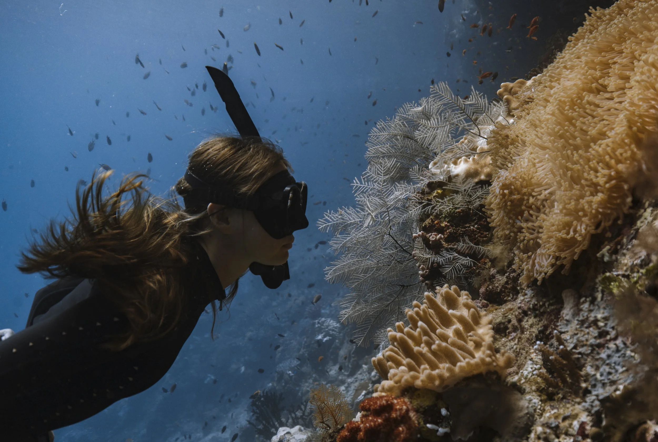 Snorkeling near a coral reef with various soft corals and sea fans.