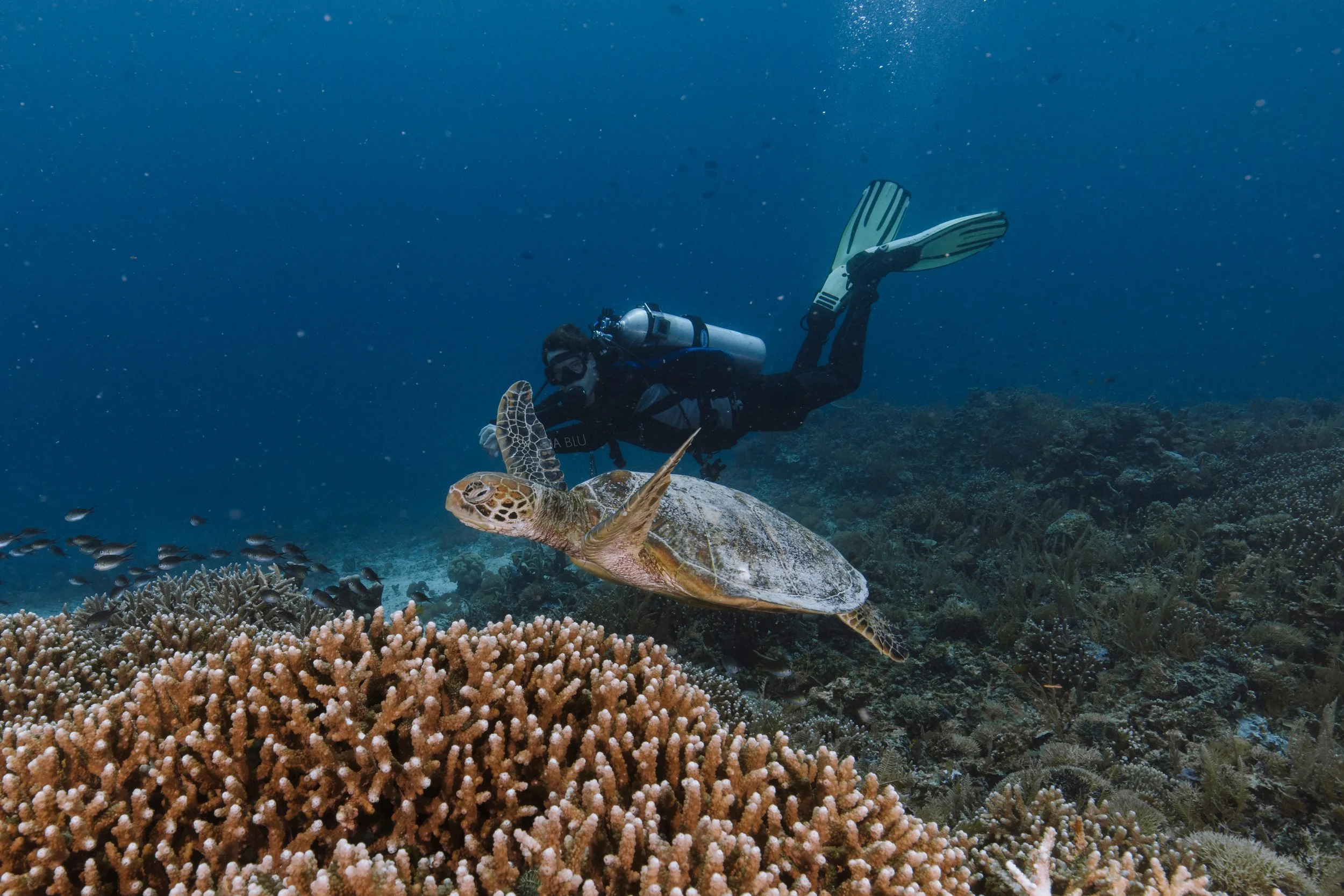 An underwater scene with a scuba diver and a sea turtle near a coral reef.
