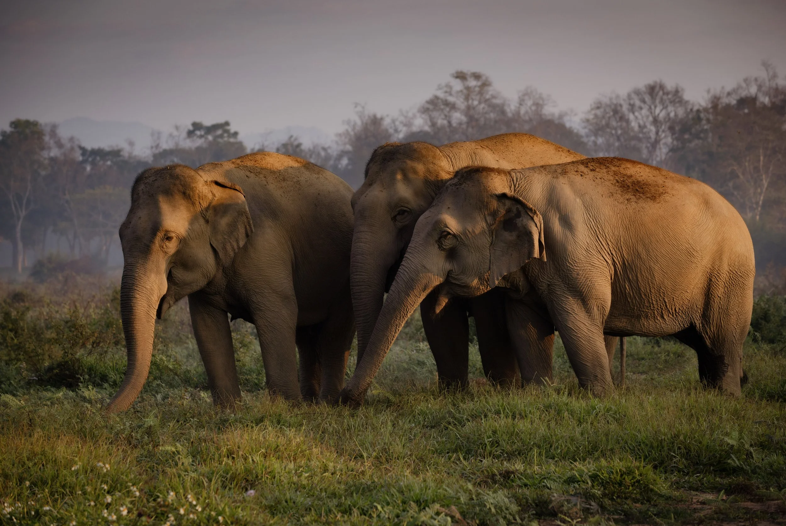 Three elephants standing together in a grassy field with trees in the background during sunset or early evening.