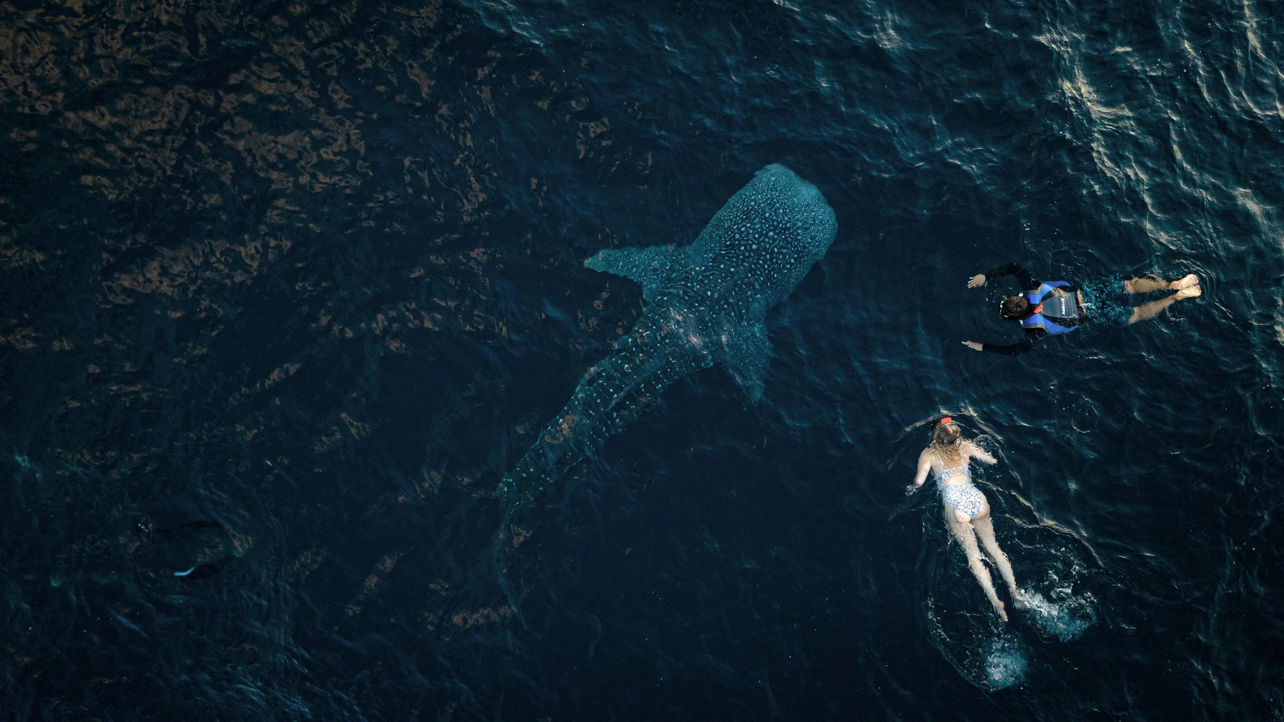 A diver in wetsuit and life vest swimming near a whale shark in deep blue ocean.