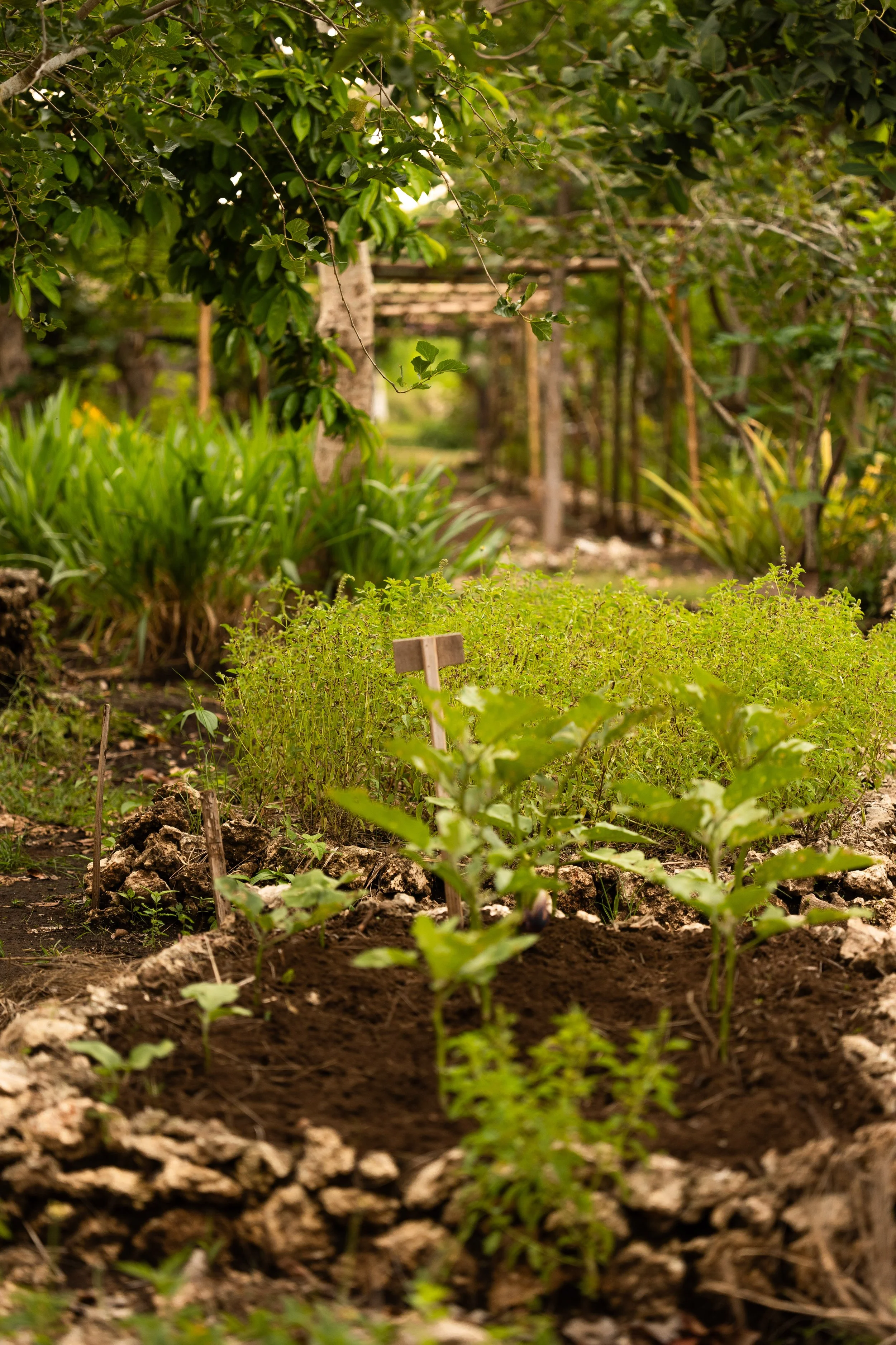 Vegetable garden with leafy greens and herbs, surrounded by soil and stones, with trees and greenery in the background.