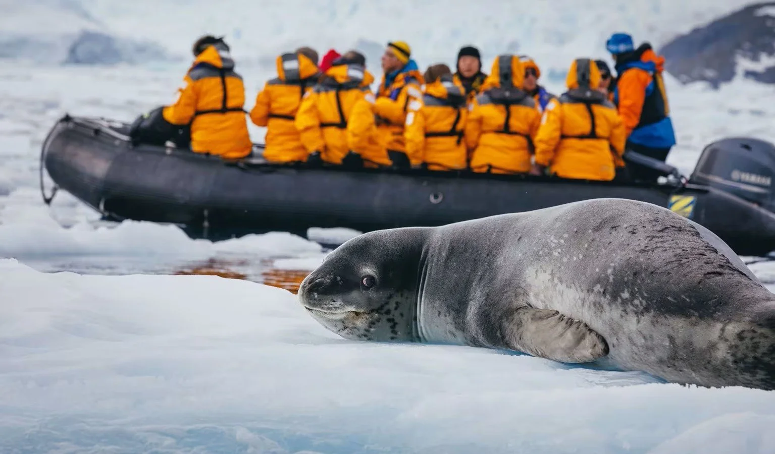 A group of people in orange jackets on a black inflatable boat in icy waters, with a juvenile seal resting on the ice in the foreground.