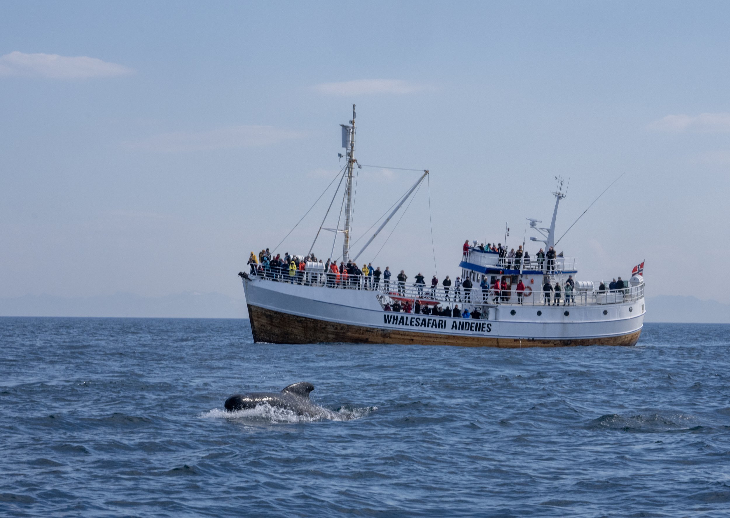 A whale swimming in the ocean near a whale-watching boat with many people on board.